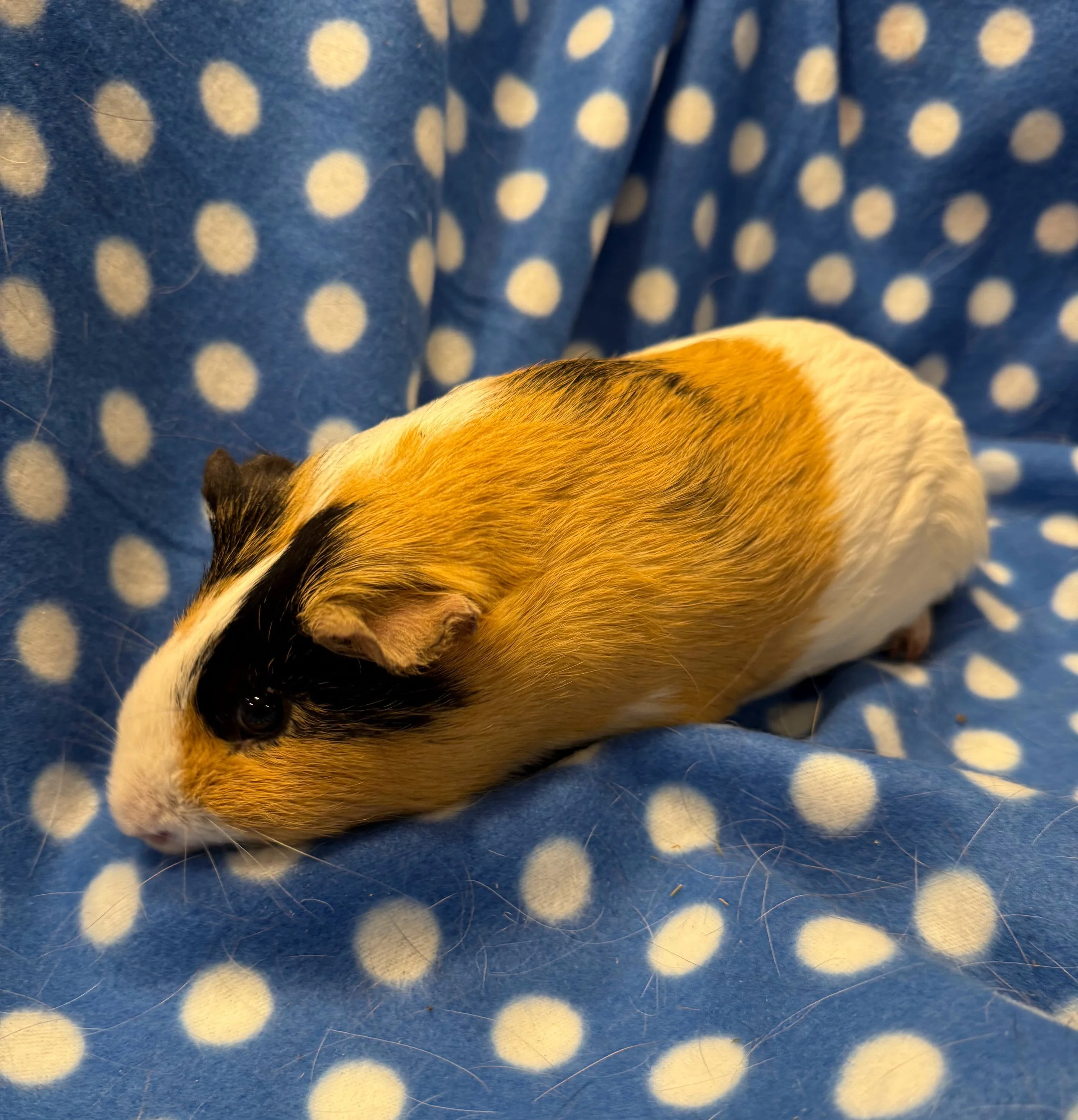 Negan (1.5) is a slightly skittish male piggy who can be very dominant. He would make a great bar buddy or bond with a piggy who could handle him. He does love hay piles and tunnels and is a lot of fun to watch!