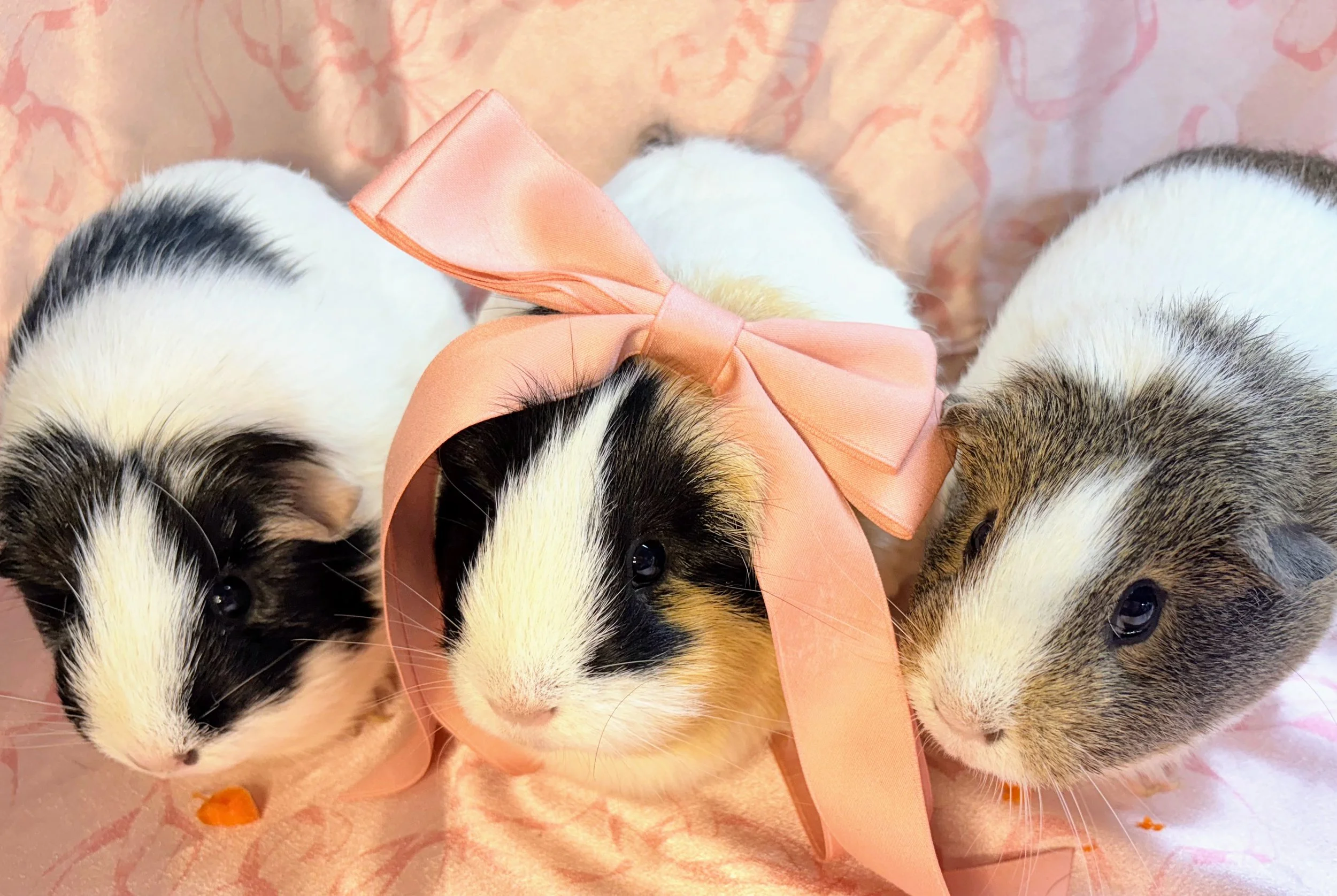 Sloane (2), Mama Cass (3), and Carol (3) are a trio of girls who are full of personality. Carol is the sweet peacekeeper between the three. Mama Cass is large and in charge, especially bossy towards her daughter, Sloane. Sloane is here for the cozy
