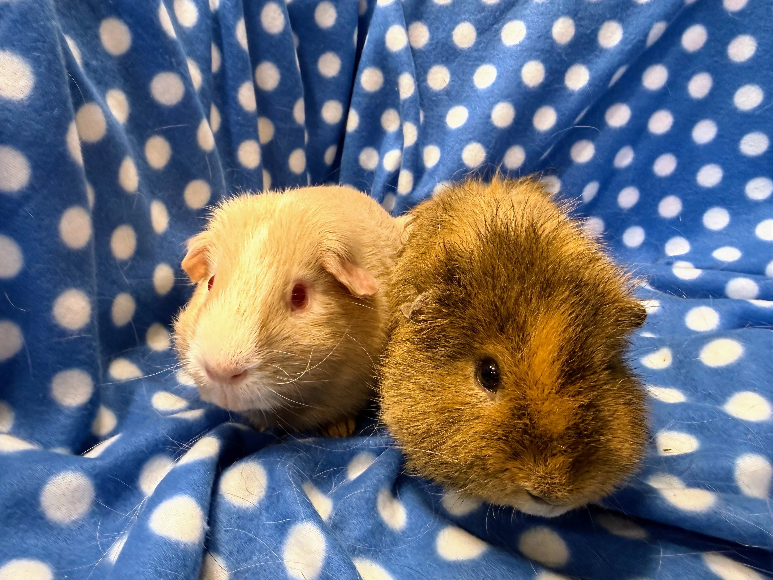 Honey and Pebbles are gorgeous boys looking for a new home. They are closely bonded and good friends. Honey is around 4 and Pebbles is around 2 years old. They enjoy hay piles and are always snuggling together in their hay box.