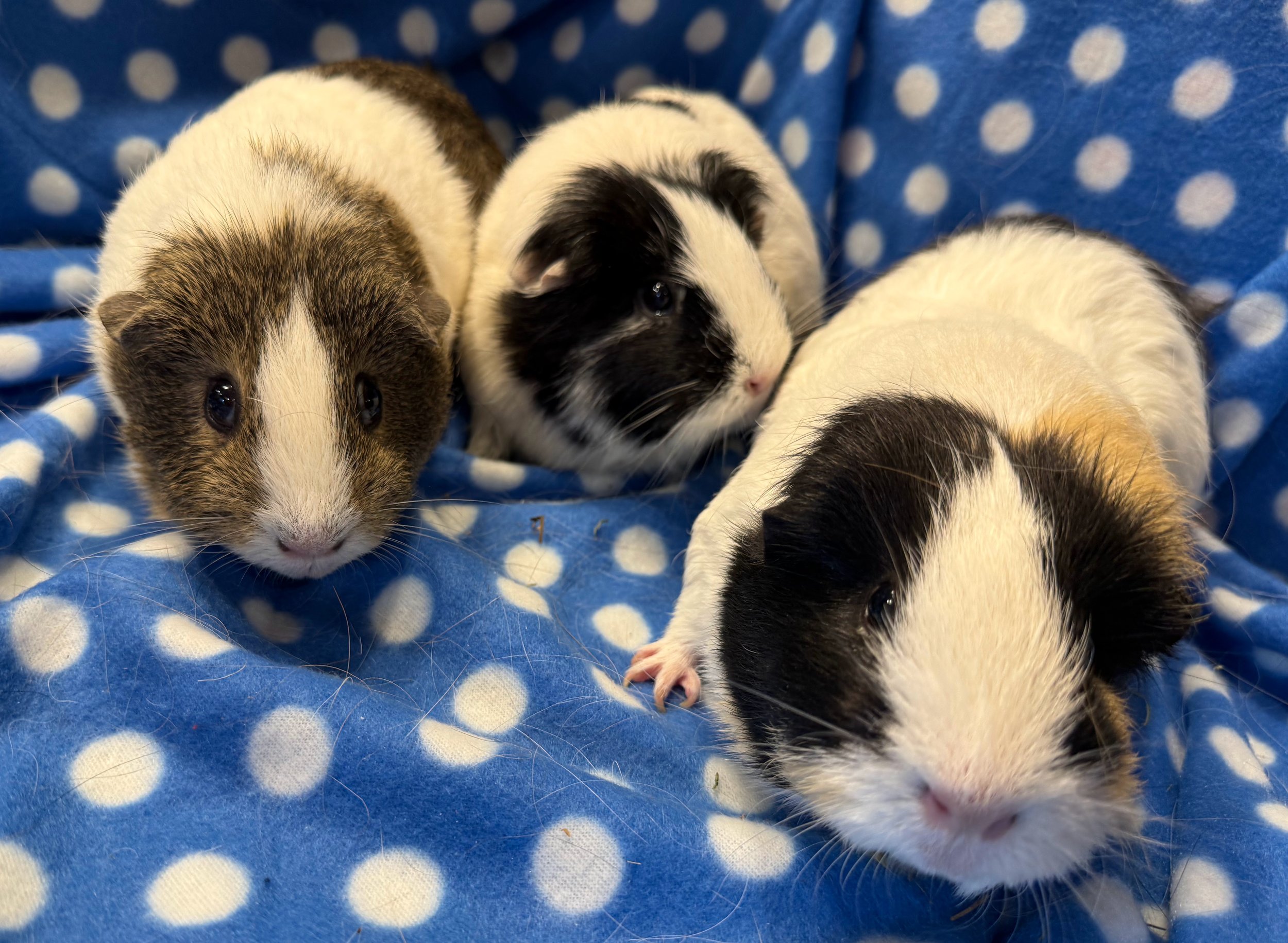Carol (3.5), Mama Cass (3.5) and Sloane (2.5), are a trio of girls who are full of personality. Carol is the sweet peacekeeper between the three. Mama Cass is large and in charge,  especially bossy towards her daughter, Sloane. Sloane is here for the