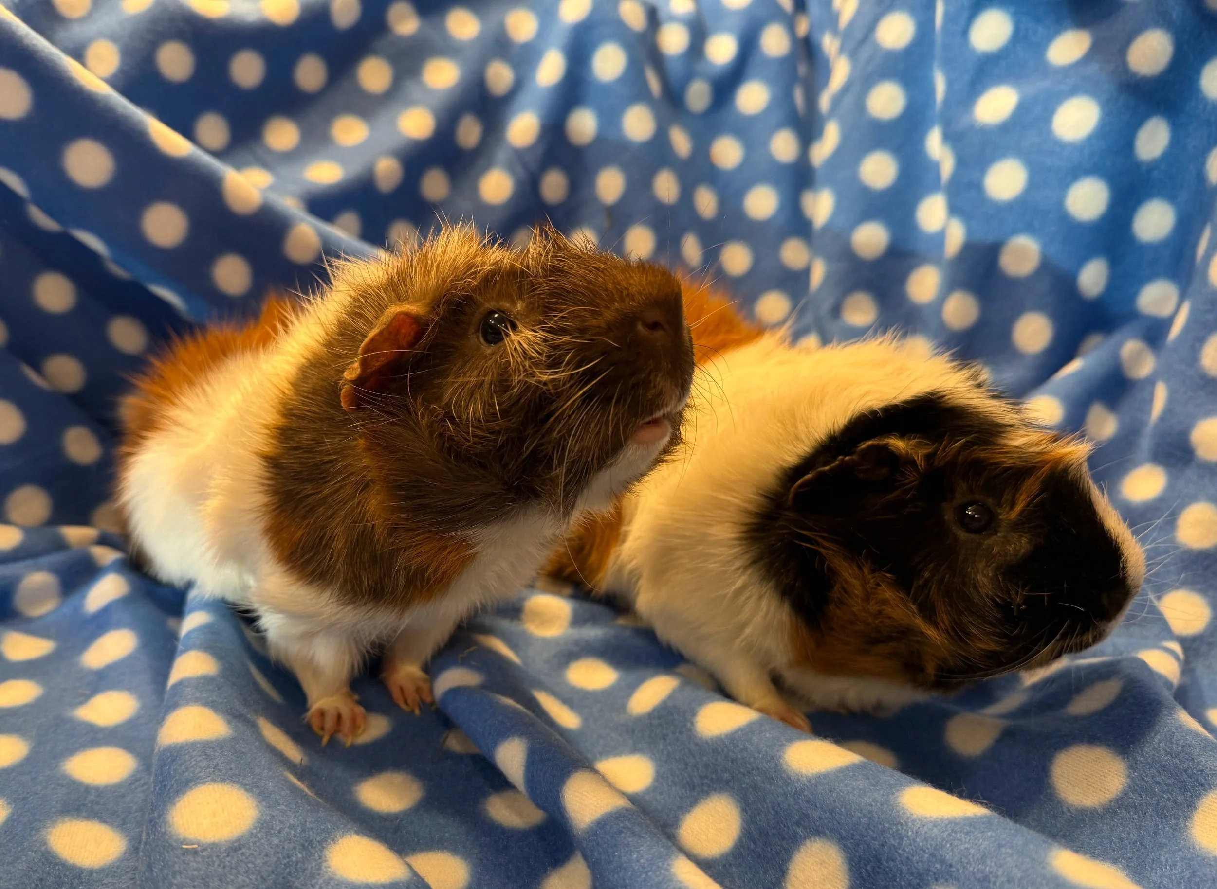 Boogie and Bugz (4) are two older gentleman who still love to dance around their cage. They would love a steady home for their golden years. 