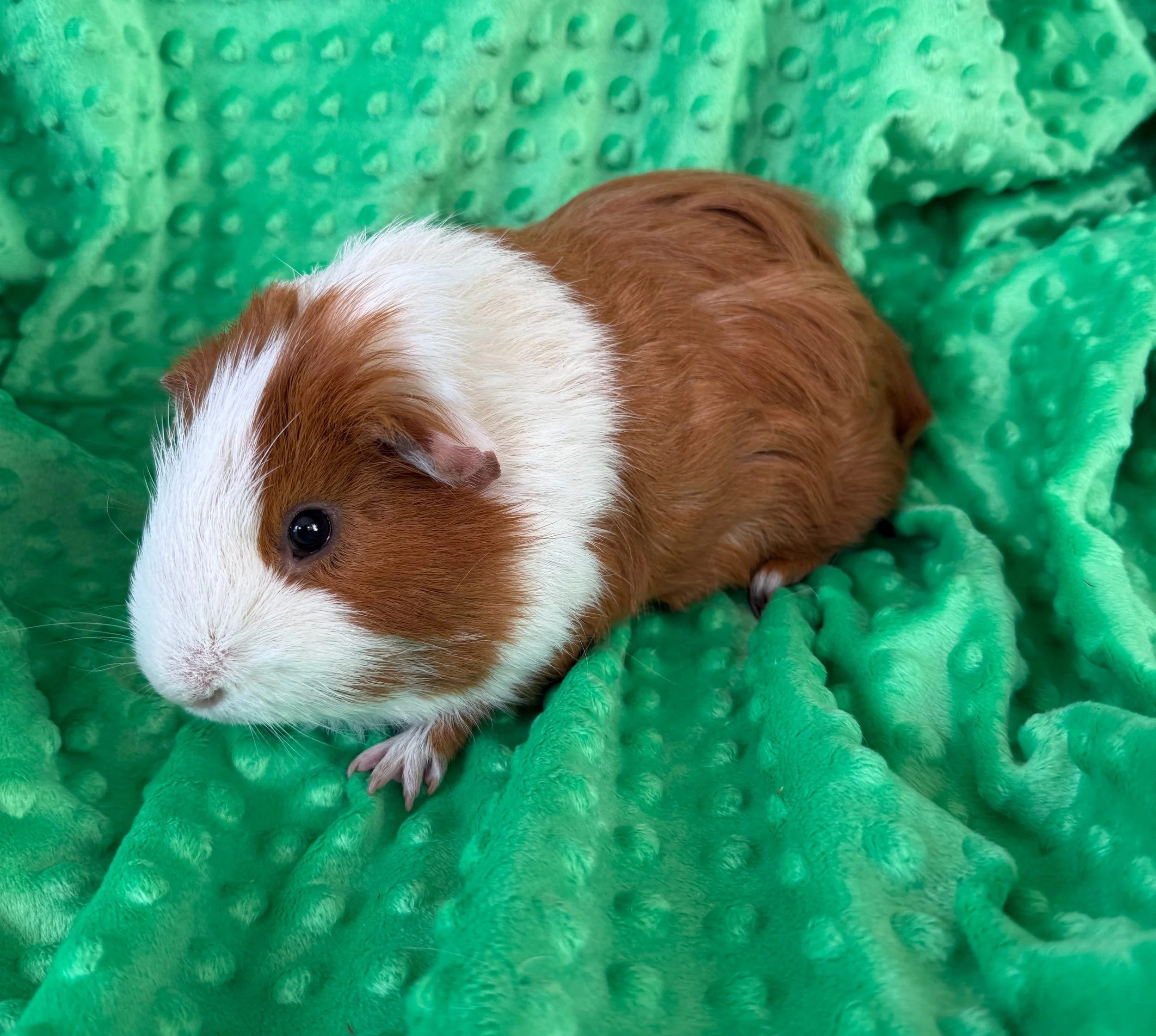 Twilight (1) is a gorgeous boy with a fluffy coat. He's very friendly and comes up to the cage willingly. He will definitely make a good friend for another pig and should adapt to your home quickly!