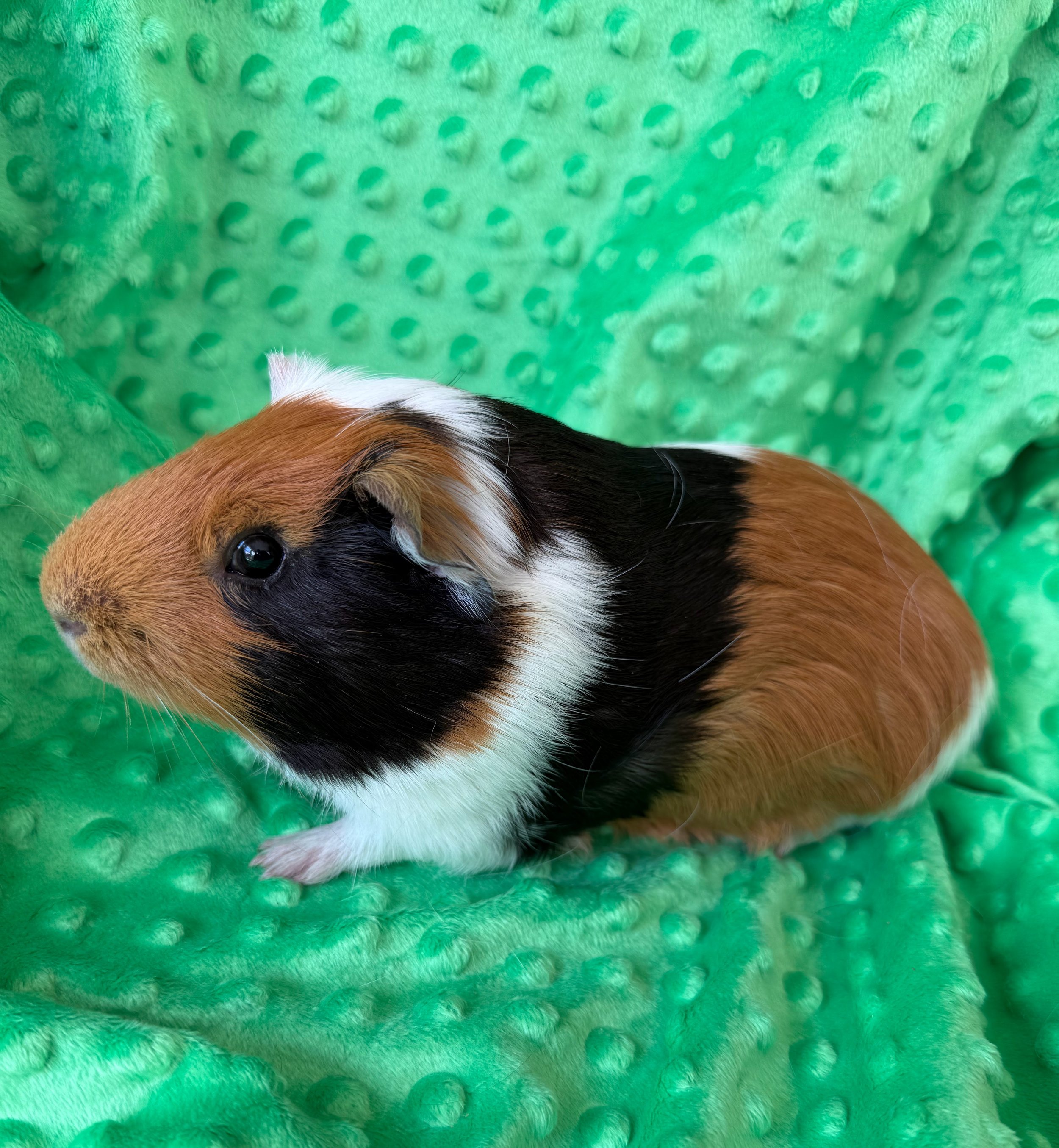 Dilbert (1), is a smart, friendly boy who is dominant and needs a good friend to keep him in check! He loves to do laps in his cage and enjoys a good tunnel.