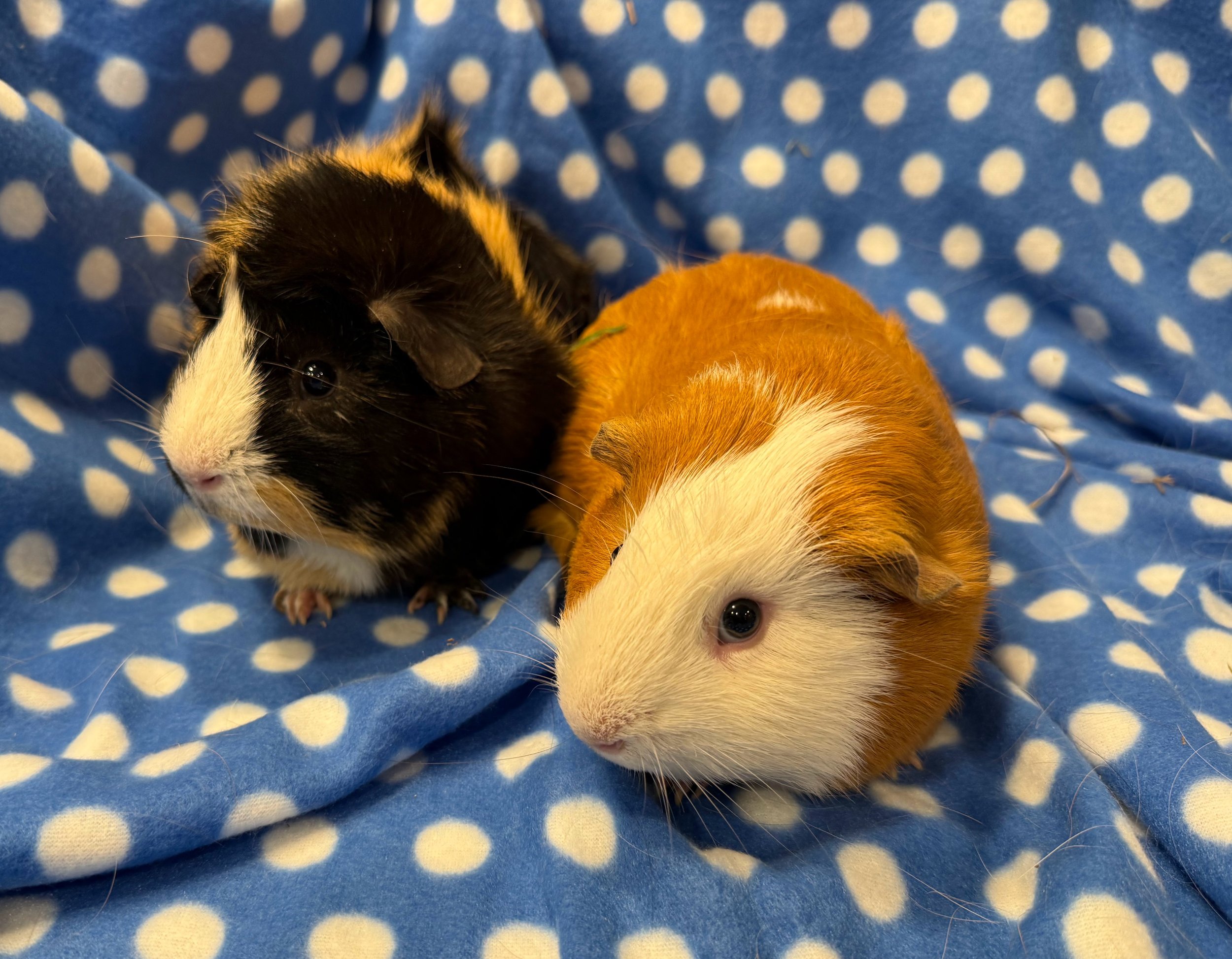 Nigel (1.5) and Pig (1) are two males from a large rescue in February 2025. They are timid, but slowly adjusting to being around people. They get along great and are often cuddling together in their houses or on the same bunk! When held, they do sett