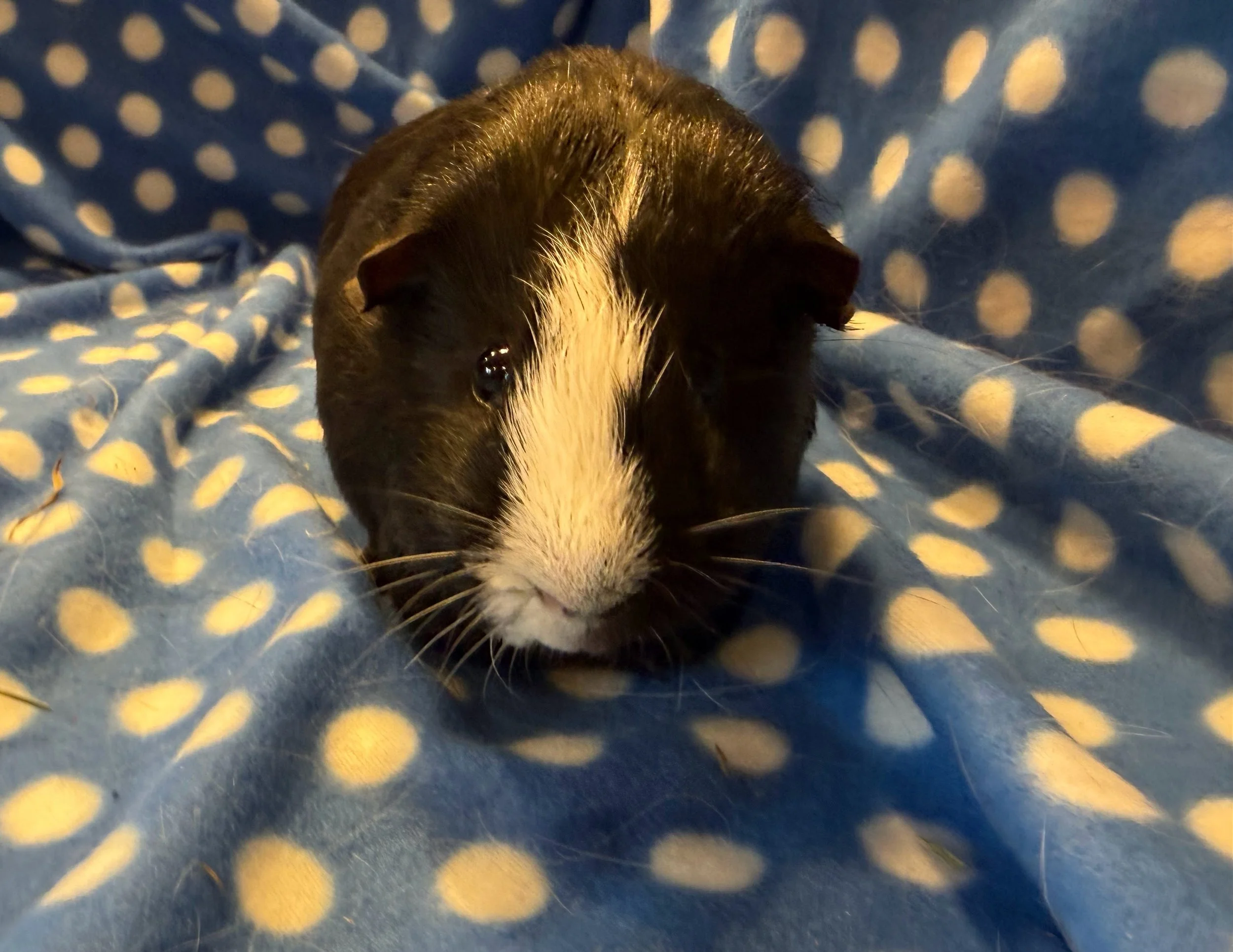 Oreo (15 months) came to Wheektopia as part of a large rescue group. He is a bit skittish, but more dominant. He needs a patient owner and a good friend!