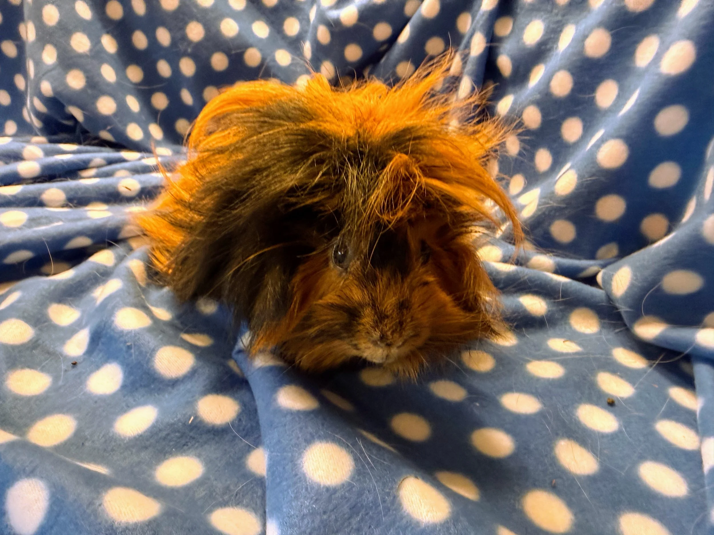 Baxter (2?) has an unforgettable look! He was found on a walking trail with two other guinea pigs and has been hanging out in the rescue. He is a good sized piggy, partially due to his extraordinary coat. If you love to brush piggies and cuddle with 