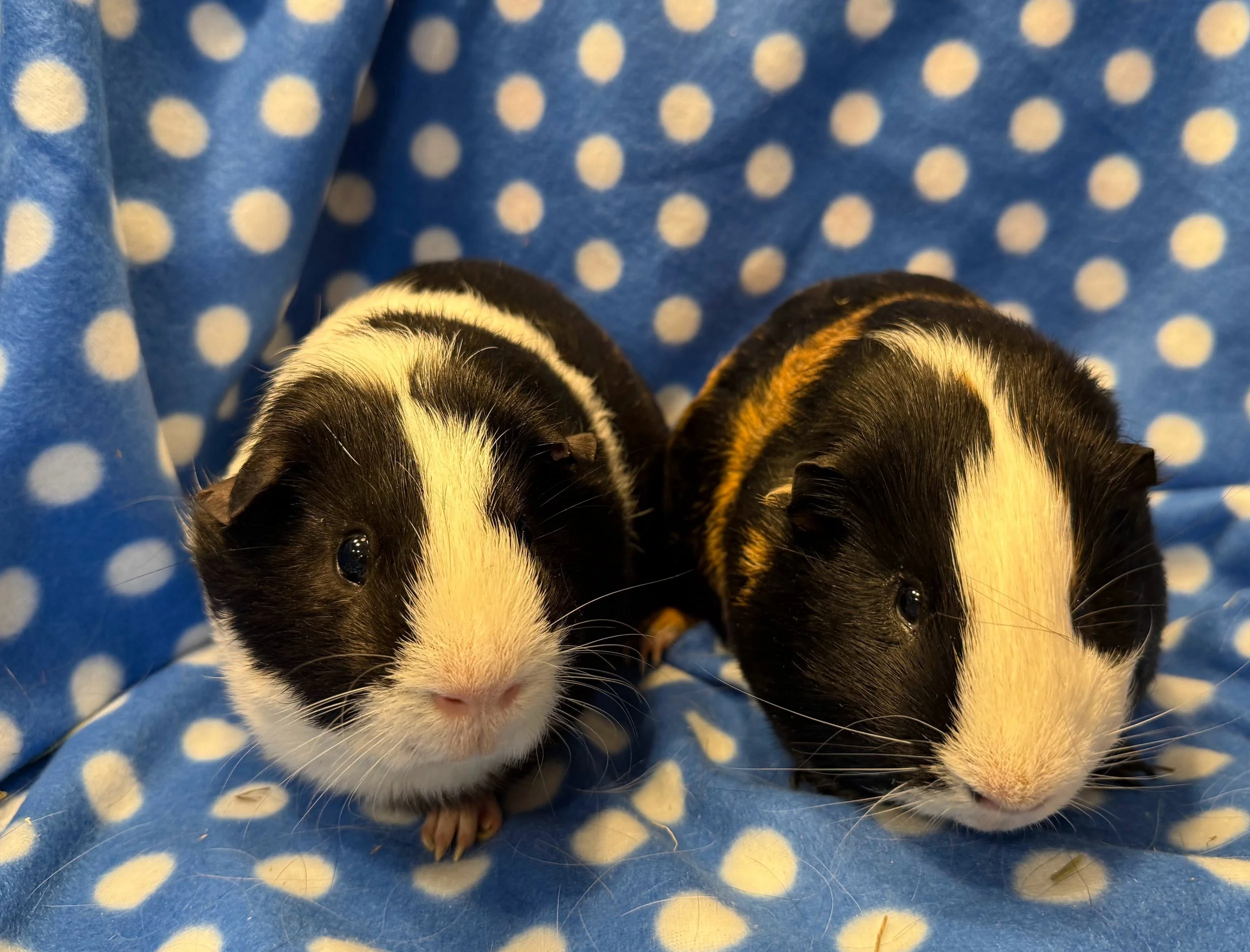River (2 years) and Alagash (10 months) are a gorgeous pair of boys who definitely like to have fun. Alagash was born in the rescue and made a great friend for River! They love zoomies and taking turns on the top bunk of their bunk bed. They also pop