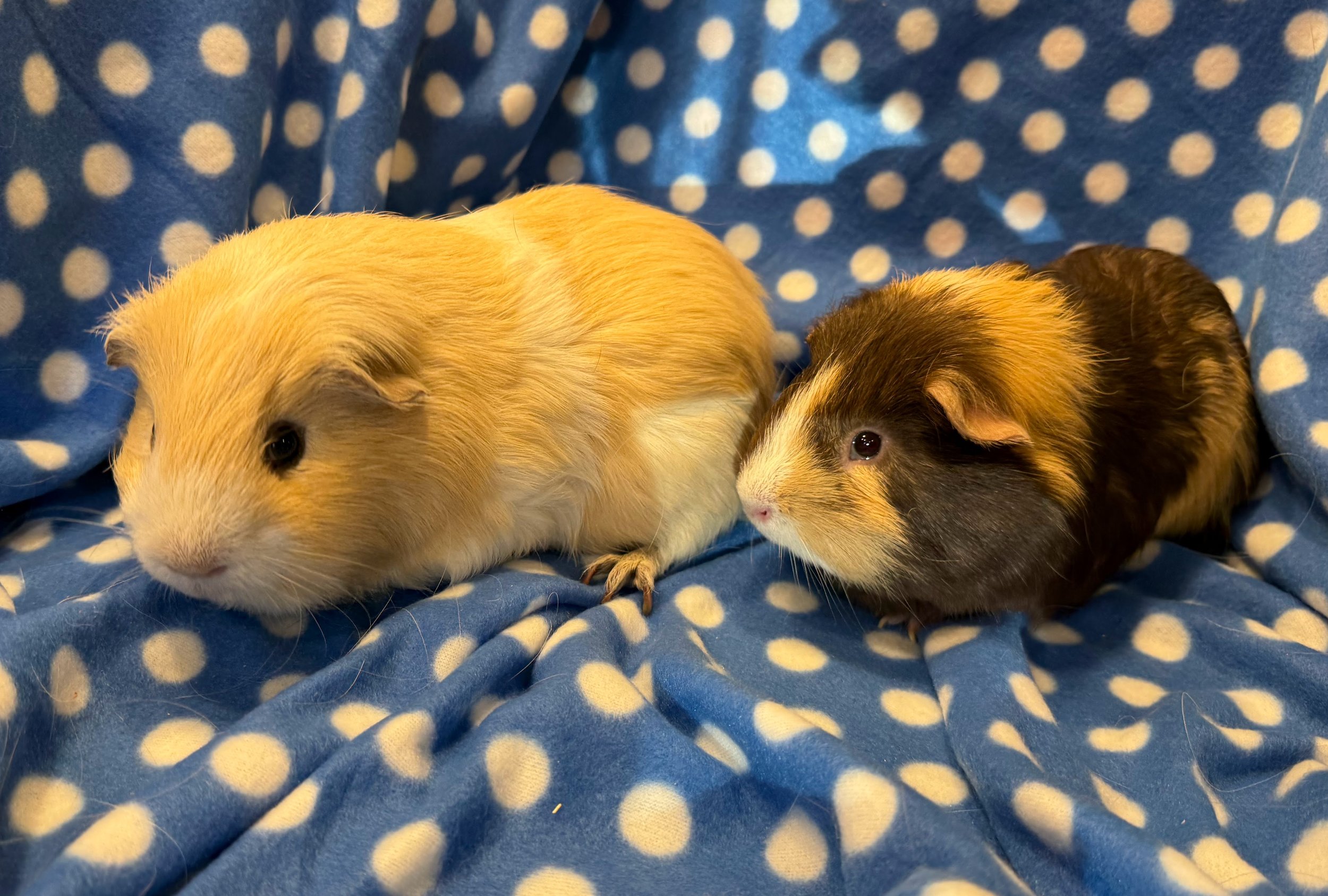 Alvin (2.5) was one of the six found abandoned in a vacant home in NH and probably dad to AJ.  Alvin is a snuggly love bug and the largest pig currently in Wheektopia. He's a great friend for Pretzel (1) and a fun pair for lots of guinea pig interact