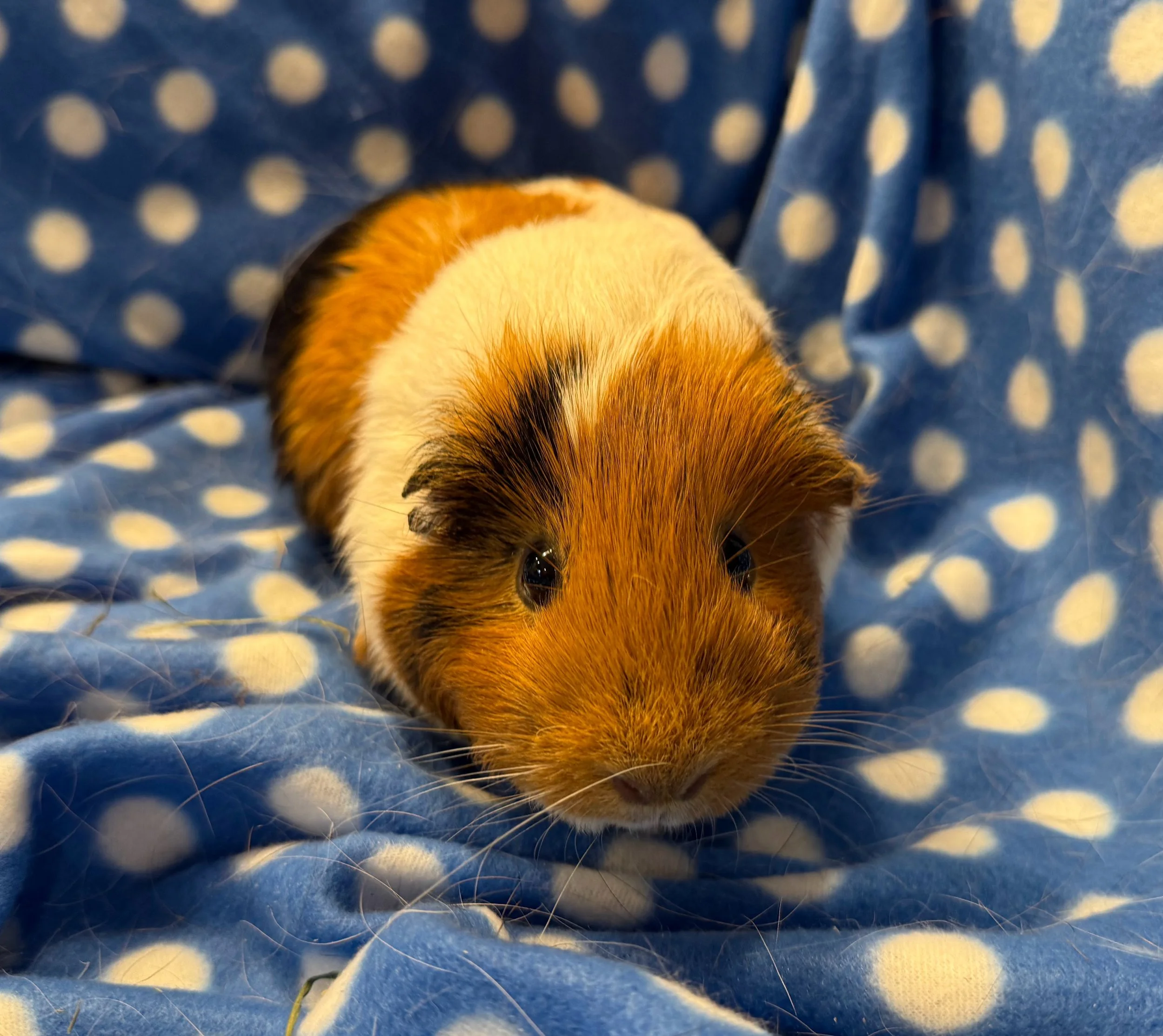 Piggy (2) is a sweet, but dominant piggy. She currently lives side by side with Shelly, but would like a friend! Her ear is torn after a bad fight with Shelly, but she recovered and is a pretty piggy!