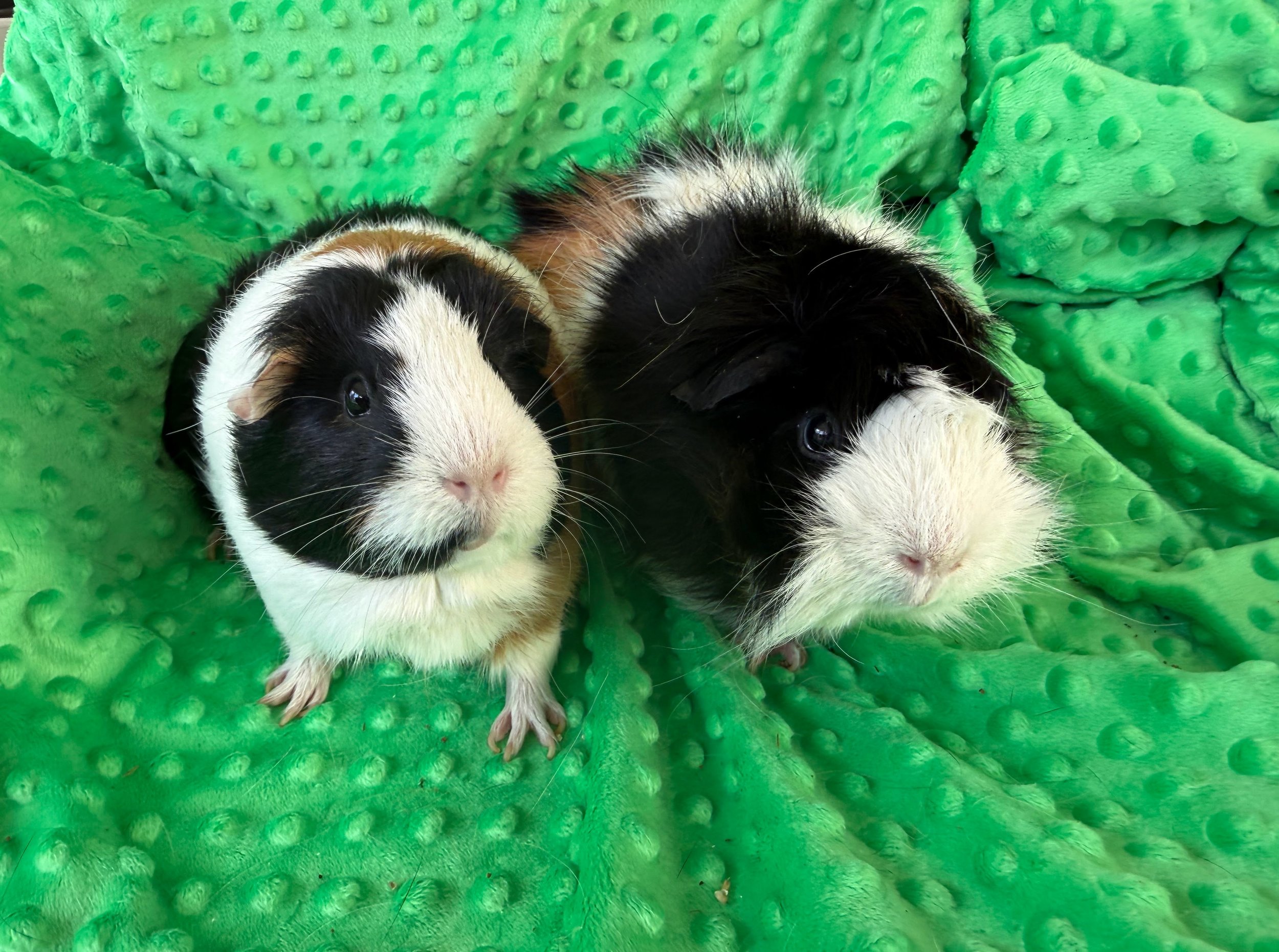 Nova and Astra (1.5) are two gorgeous girls who are looking for a loving forever home. They were passed around a bit from home to home before landing at Wheektopia and need someone committed to caring for them. Both healthy and a bit timid, but defin