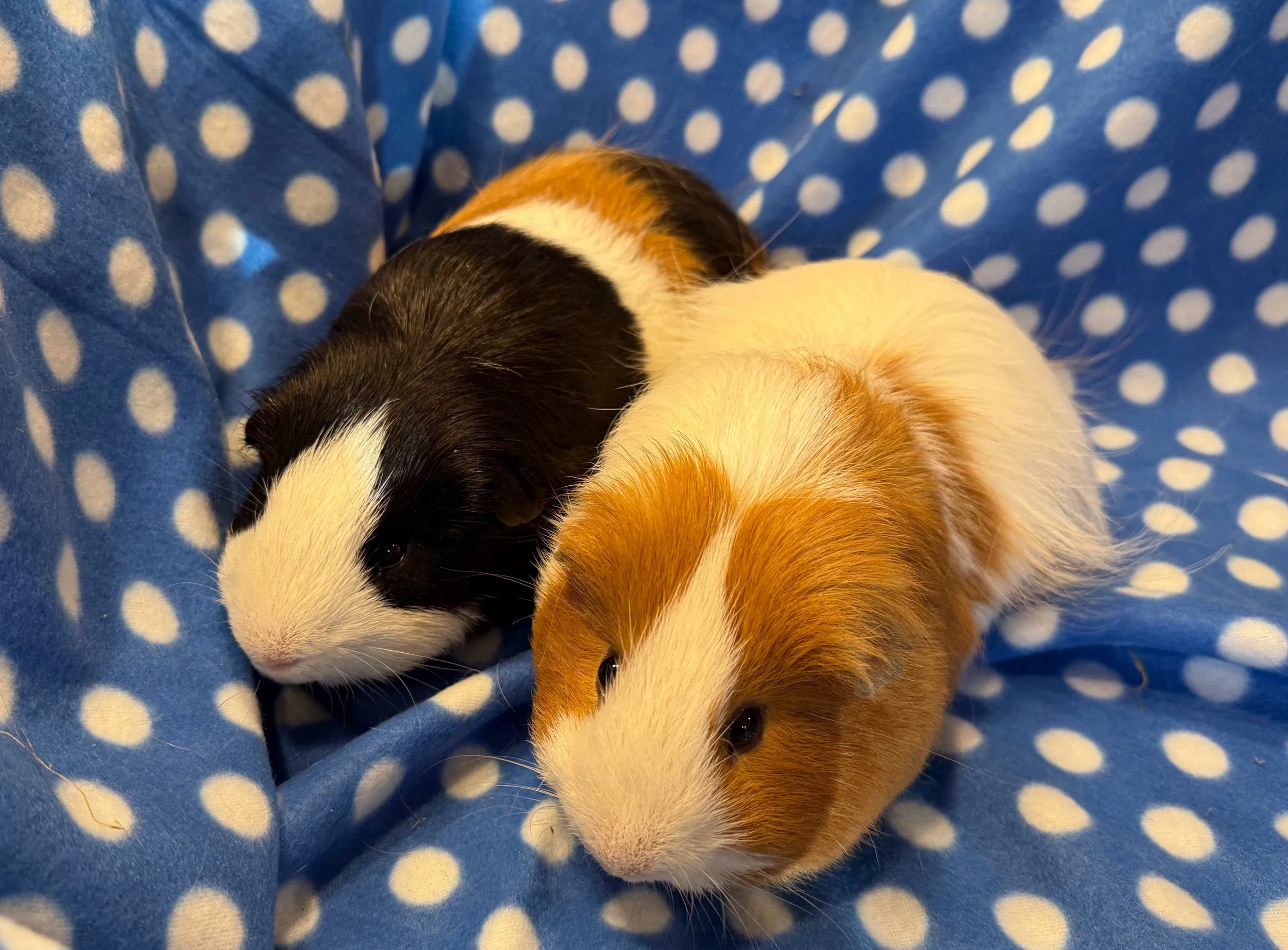 Pepsi and Qibli (about 1.5) are two boys who are great friends! Part of a large rescue group in 02/25, they took awhile to adjust to Wheektopia, but they're now friendly and gorgeous! They don't get on top of hides or their bunk bed, but enjoy zoomie