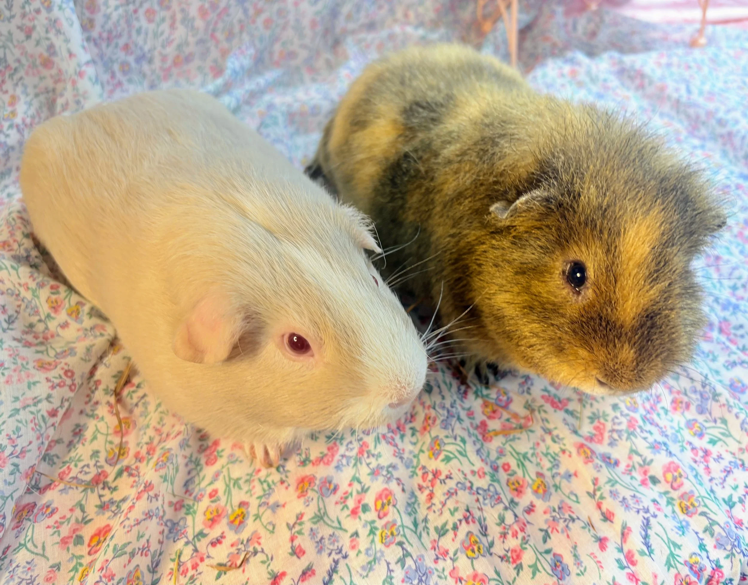 Honey and Pebbles are gorgeous boys looking for a new home. They are closely bonded and good friends. Honey is around 3.5 and Pebbles is around 1.5 years old. They enjoy hay piles and are always snuggling together in their hay box.