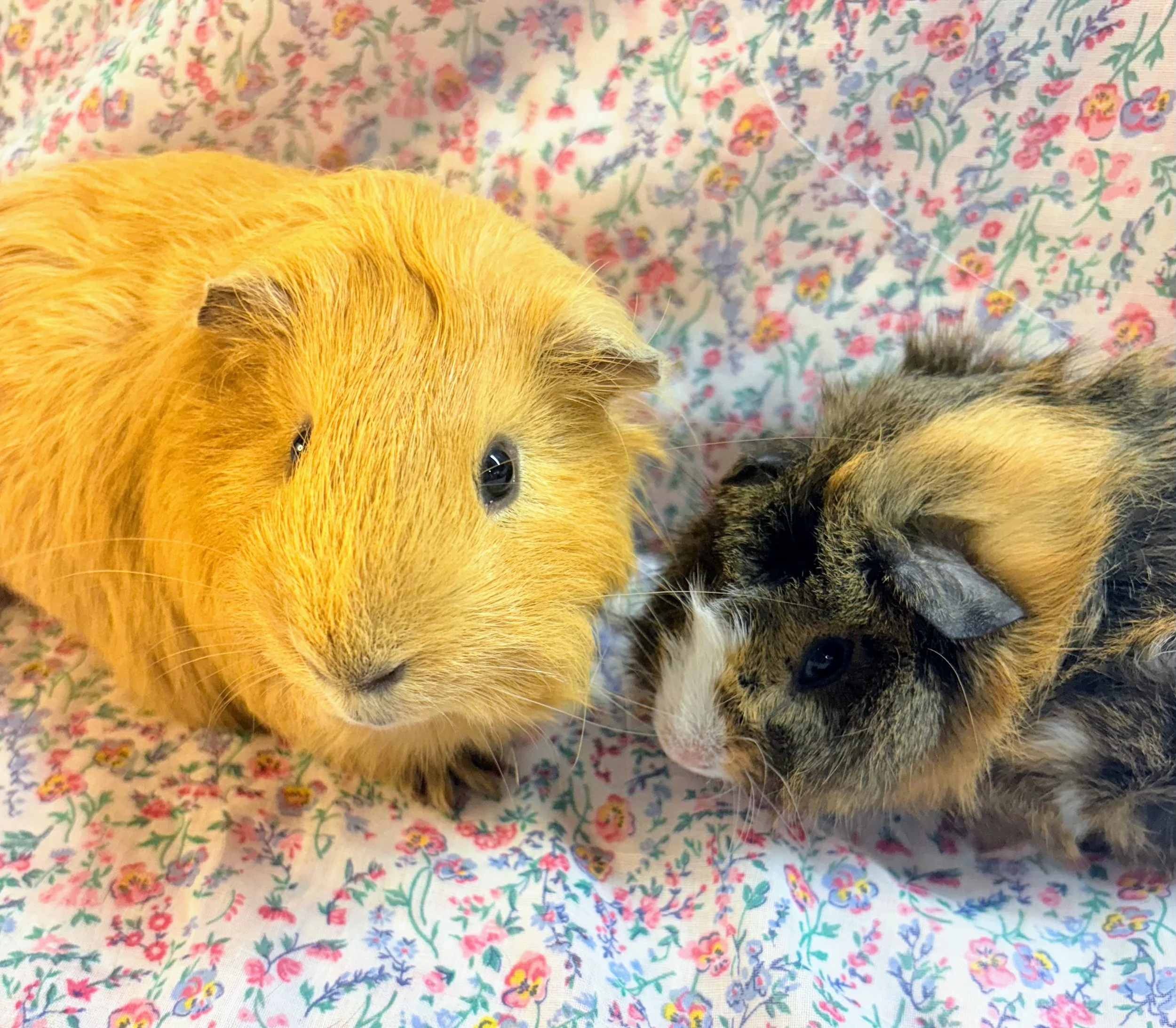Springer (1) and Rangeley (2 months) are an adorable, energetic, close pair of friends. Springer was found abandoned with two other boys on a walking trail in Massachusetts this May and was in poor shape. He has recovered quickly and found a great fr
