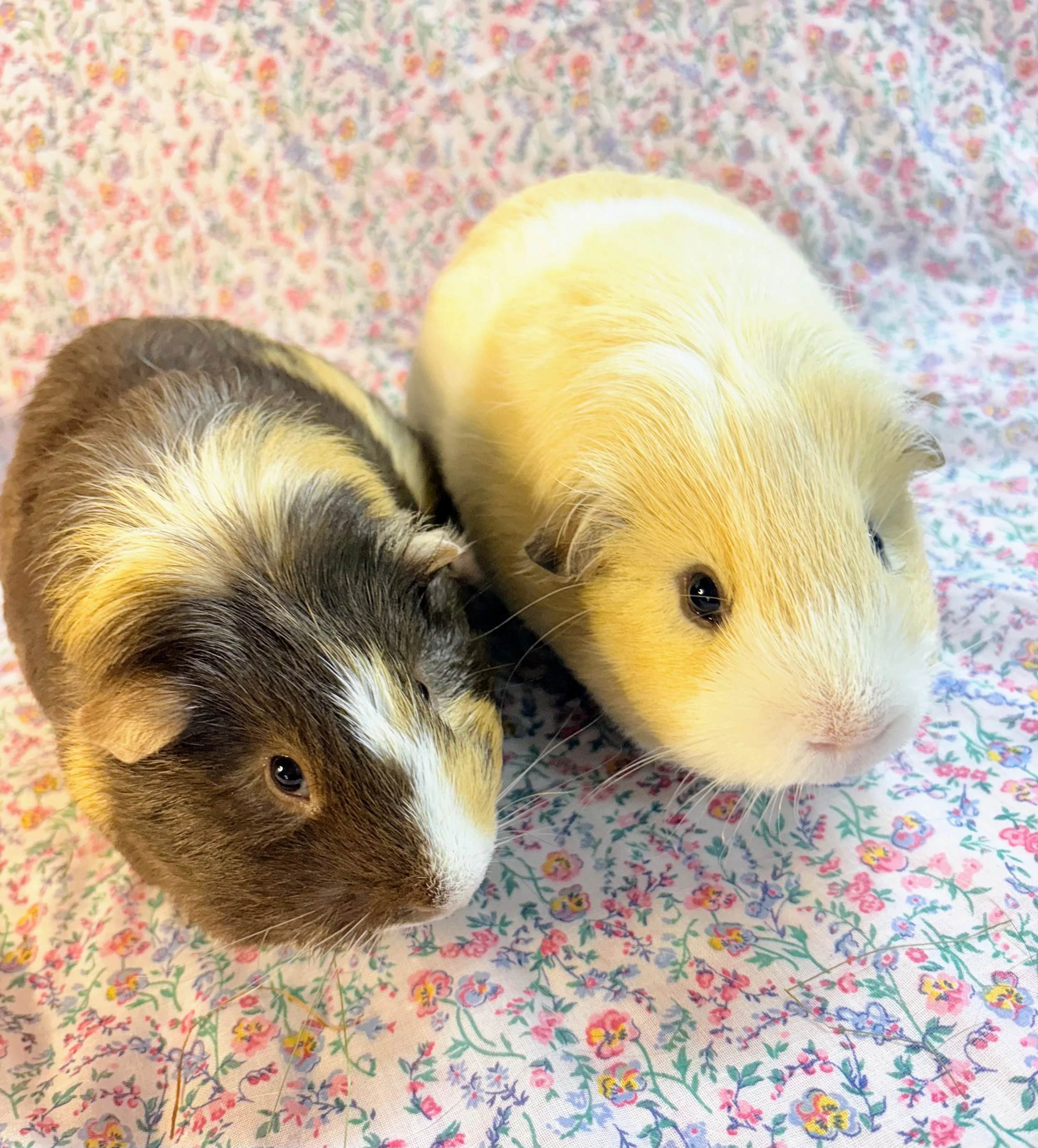 Alvin (right side, approximately 2.5 year old) was one of the six found abandoned in a vacant home in NH and probably dad to AJ. Alvin is a snuggly love bug and the largest pig currently in Wheektopia. He's a great friend for Pretzel (6 months) and