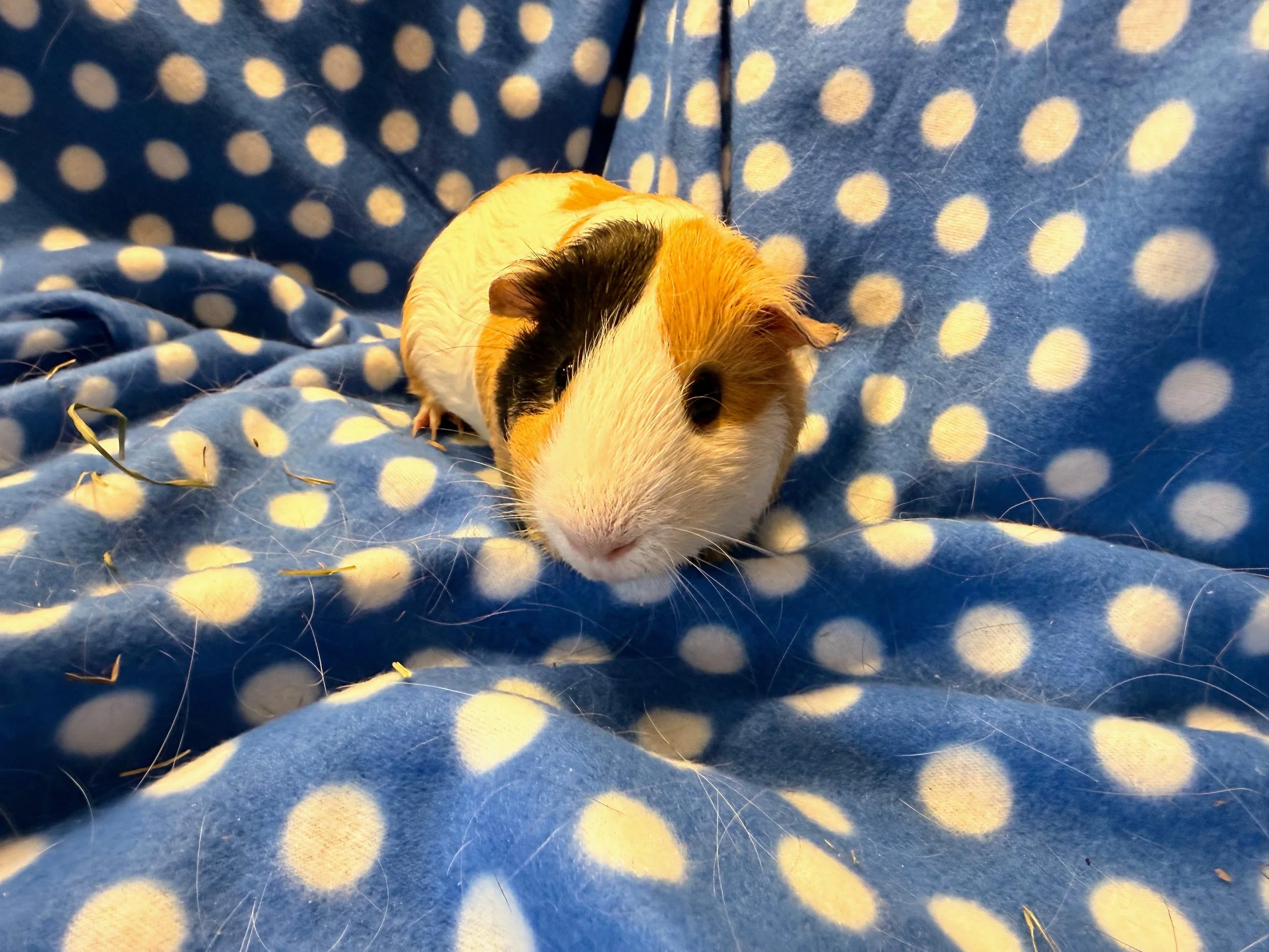 Mr. Bean (15 months) is a little guy who was returned not long after adoption due to his buddy passing. He didn't experience the growth of the other babies in the large rescue, but is making up for lost time. He loves to explore and is a little sweet