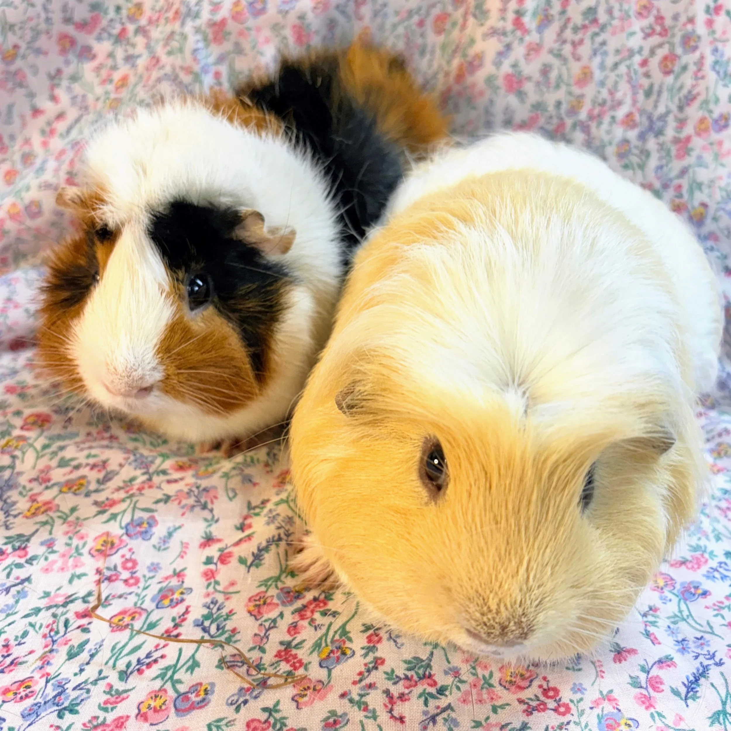 Houdini and AJ are around 1 year old and both zooming, busy boys who love to explore. They both enjoy little pets and love their hides, especially moving them around their cage.