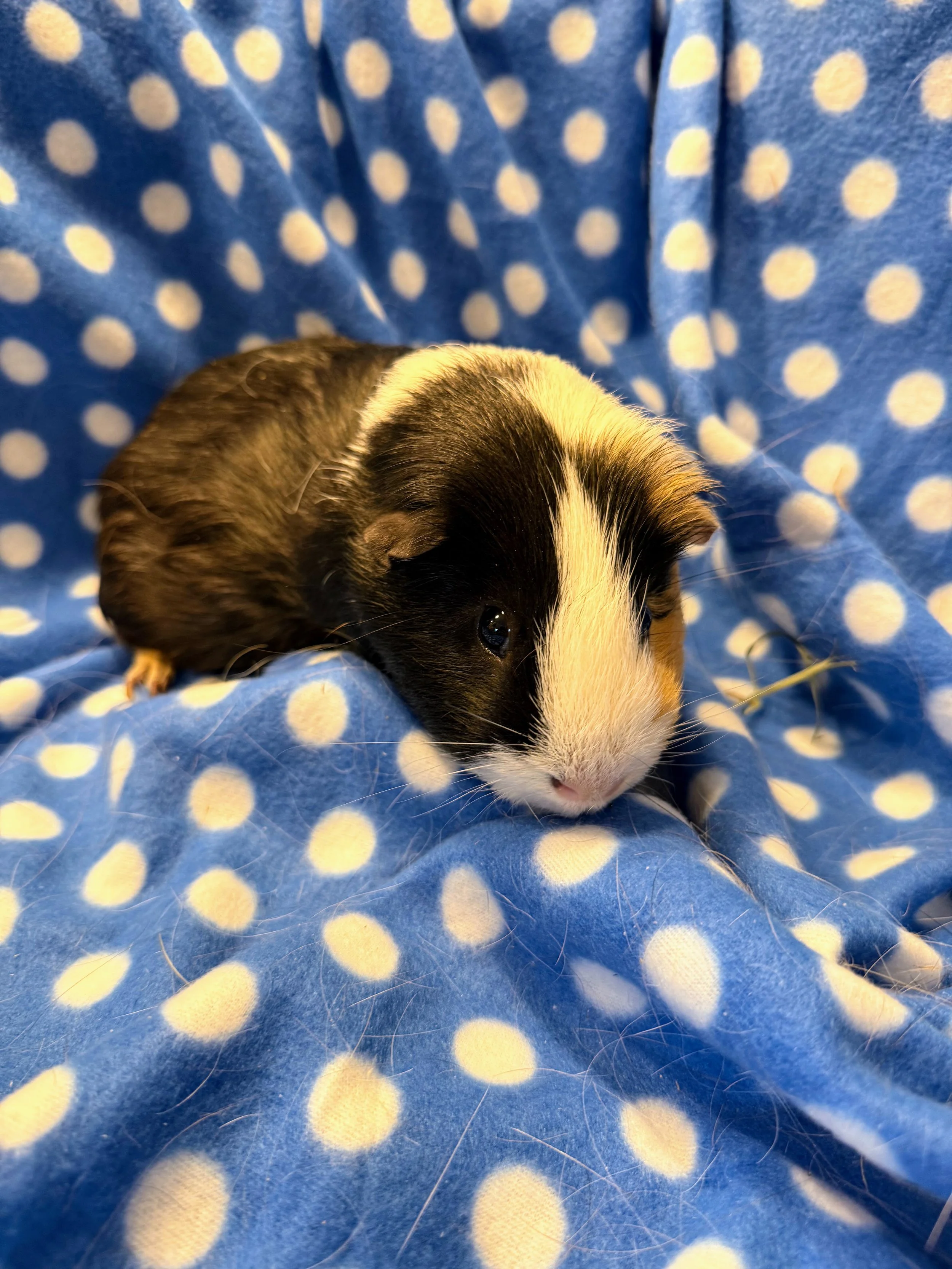 Ferris is 2.5 years old. He loves his hay piles and never met a hide he didn’t love lounging in. He is still looking for a great buddy!
