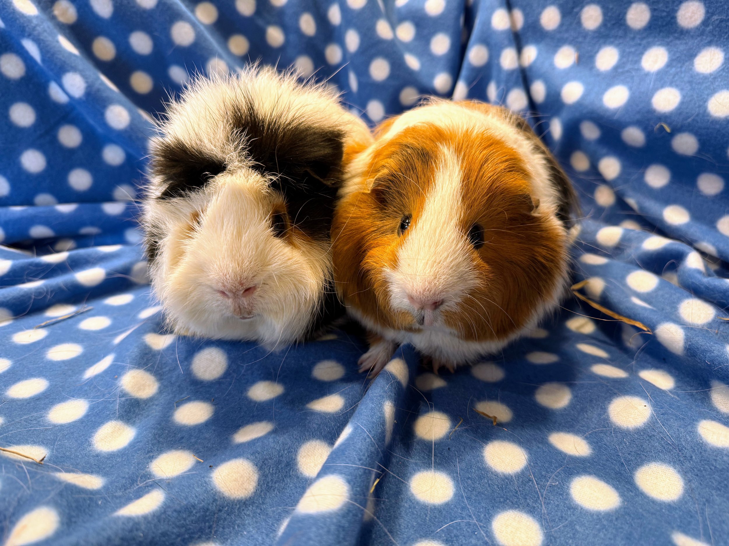 Morpheus (2) and Apollo (1) have personalities to match their outgoing looks. Morpheus was part of a group living in horrid conditions, but he recovered and needed a friend. Apollo was born in the rescue and became a great partner for Morpheus. They 