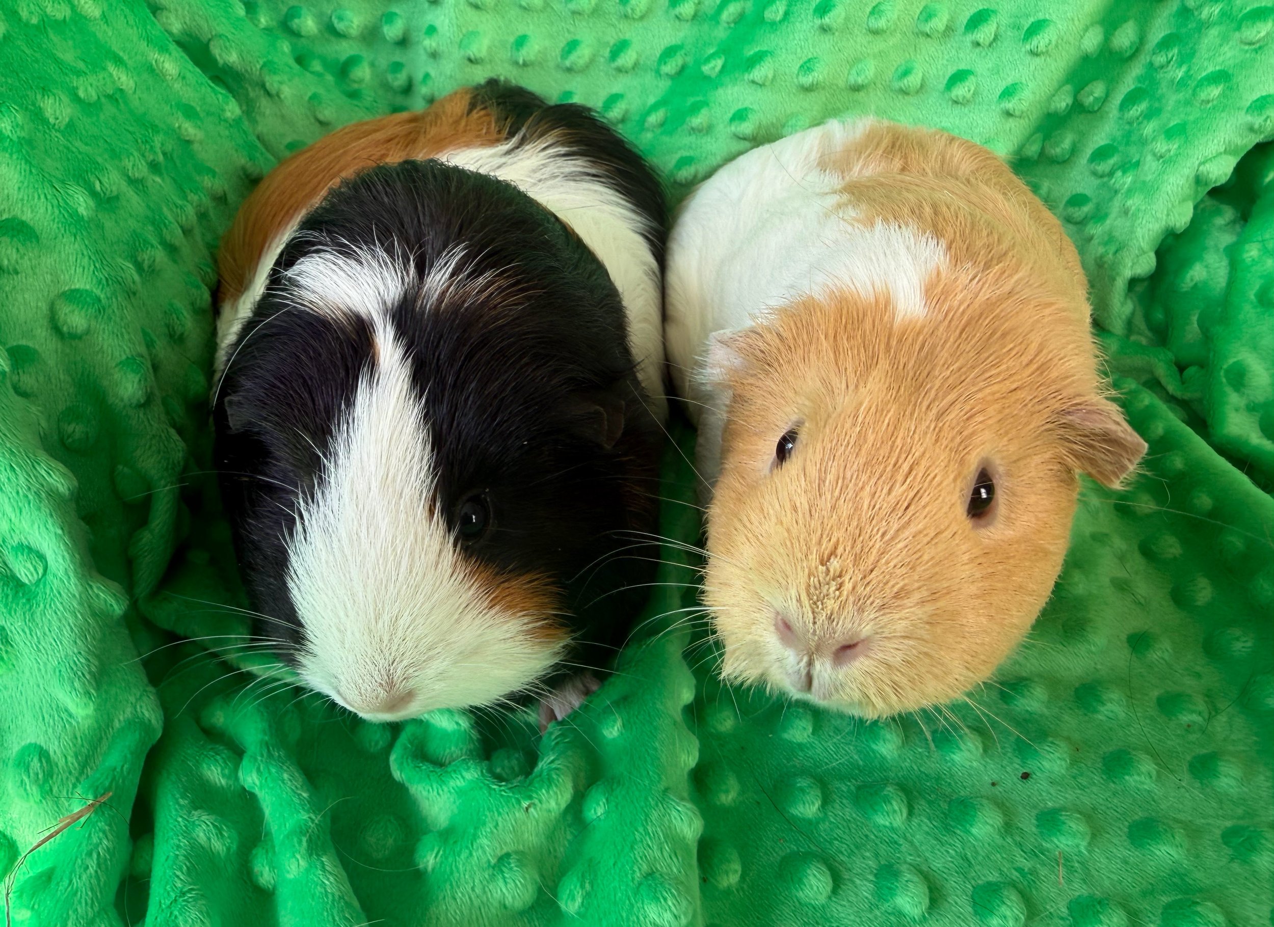 Hazel and Marigold (2) are two girls who are looking for a home to settle into. Both had a rough start and Hazel actually arrived pregnant. Now they need a home willing to pamper these queens as they deserve. The live with my large herd and do great.
