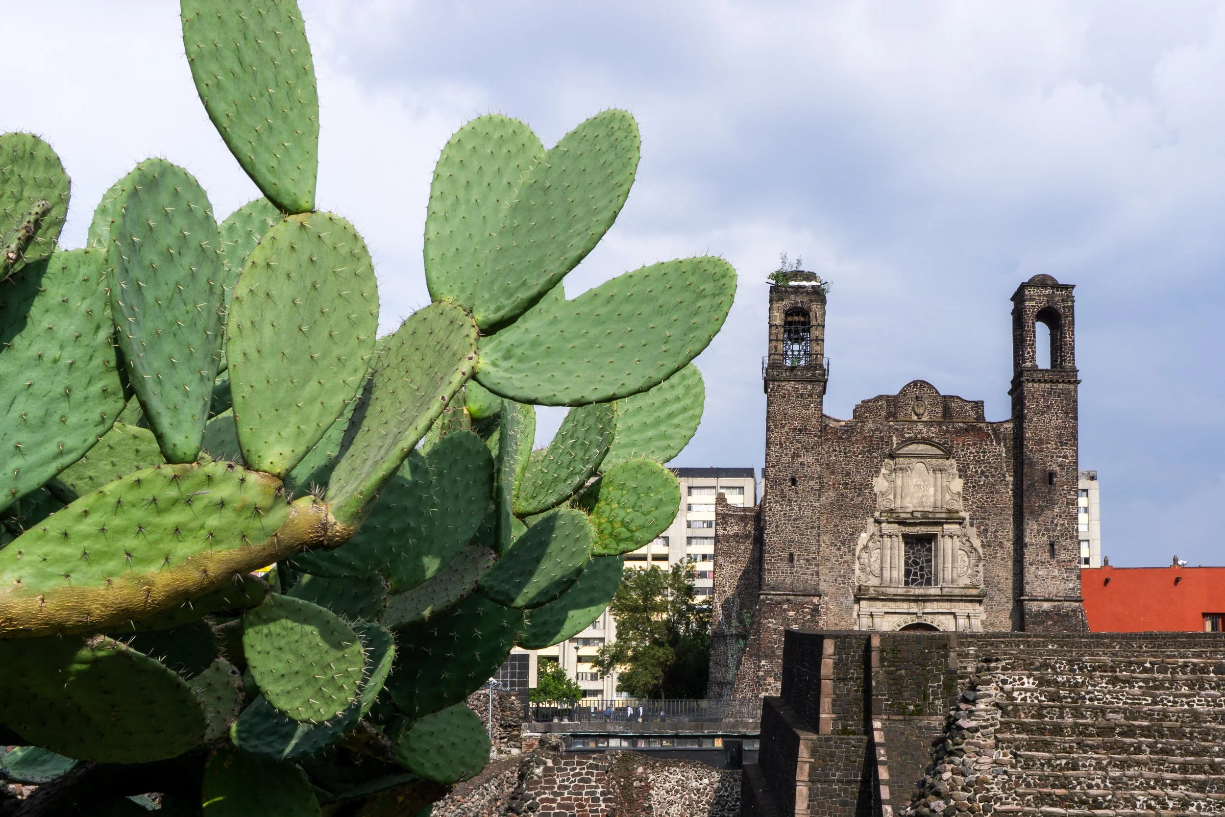 Nopal en la Plaza de las Tres Culturas, Tlatelolco, Mexico