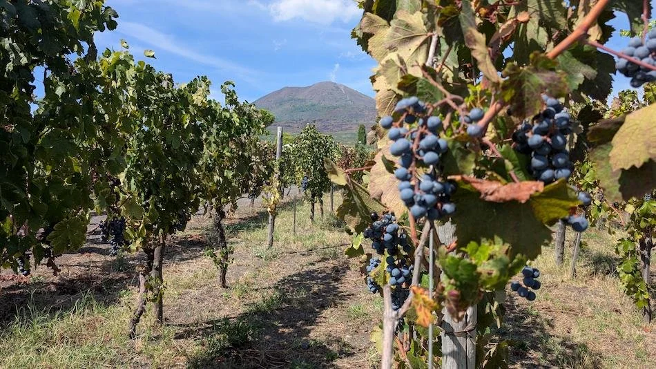Vineyard in Naples Italy 