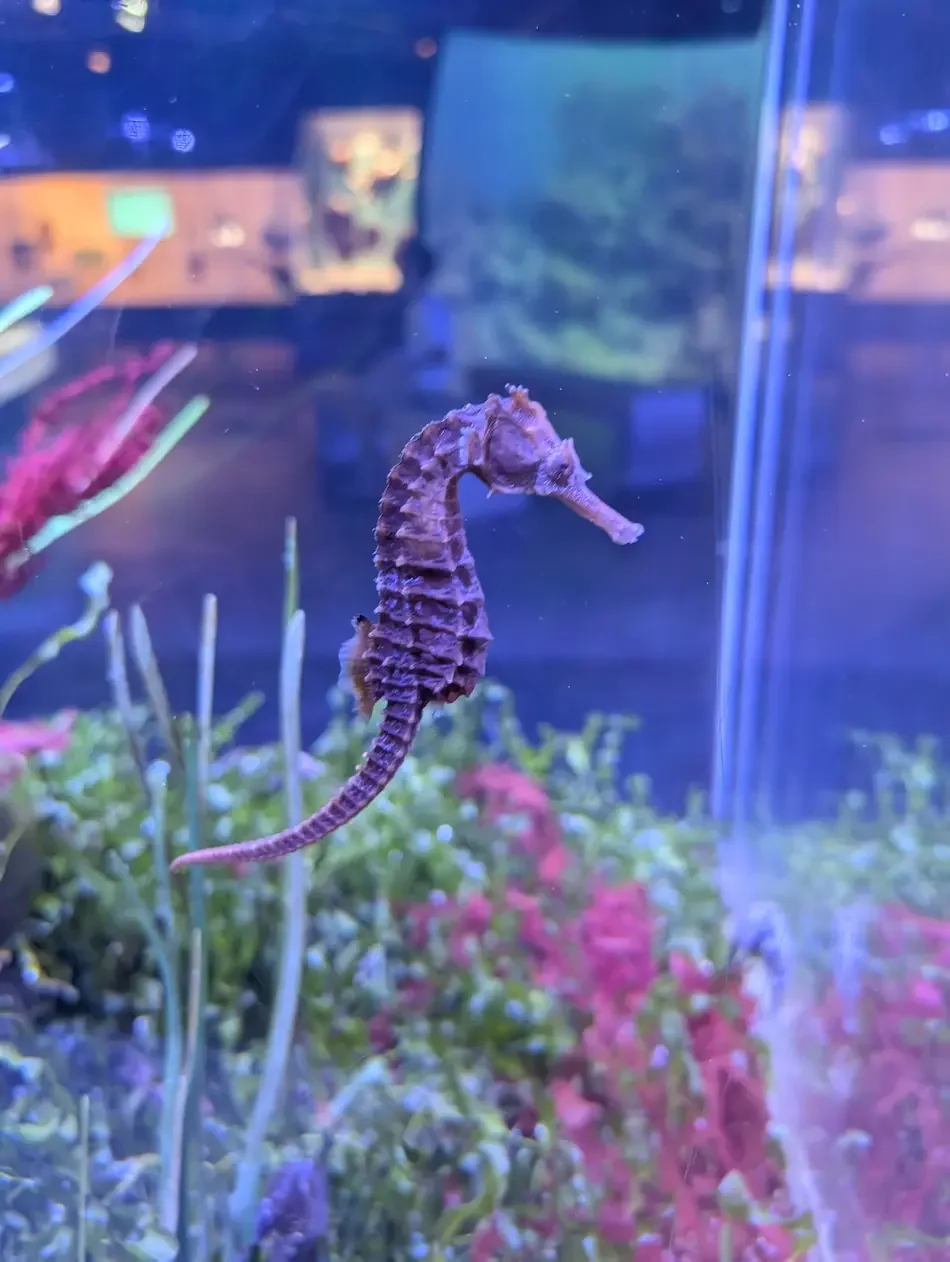 Seahorse at Frost Science Museum