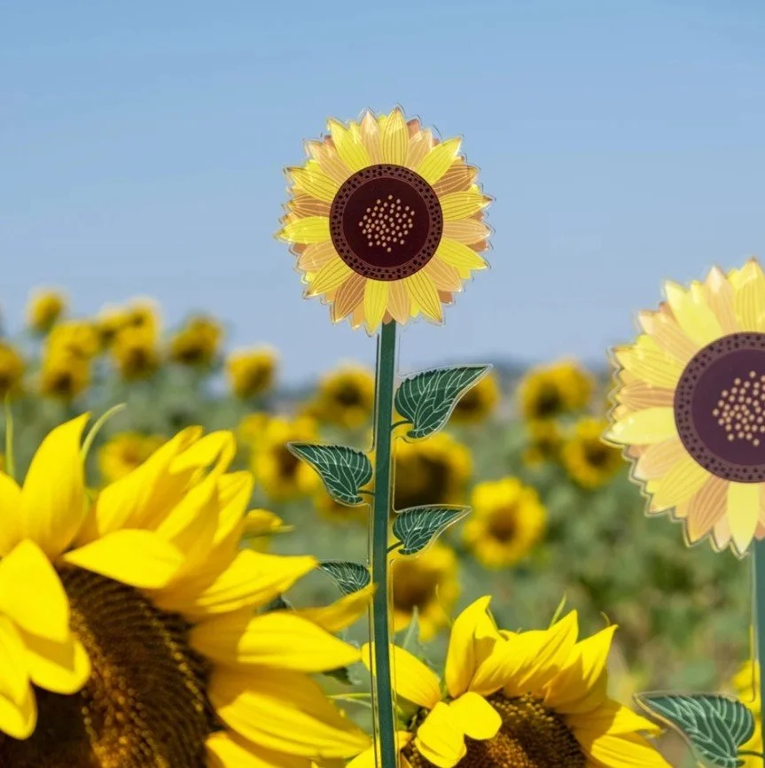 girasole04.jpeg