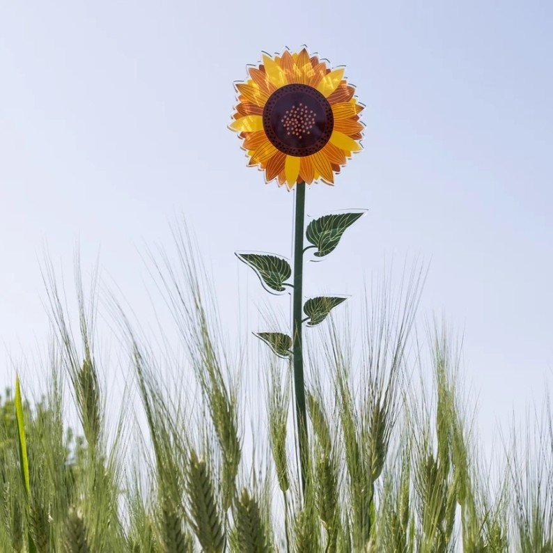 girasole01.jpeg