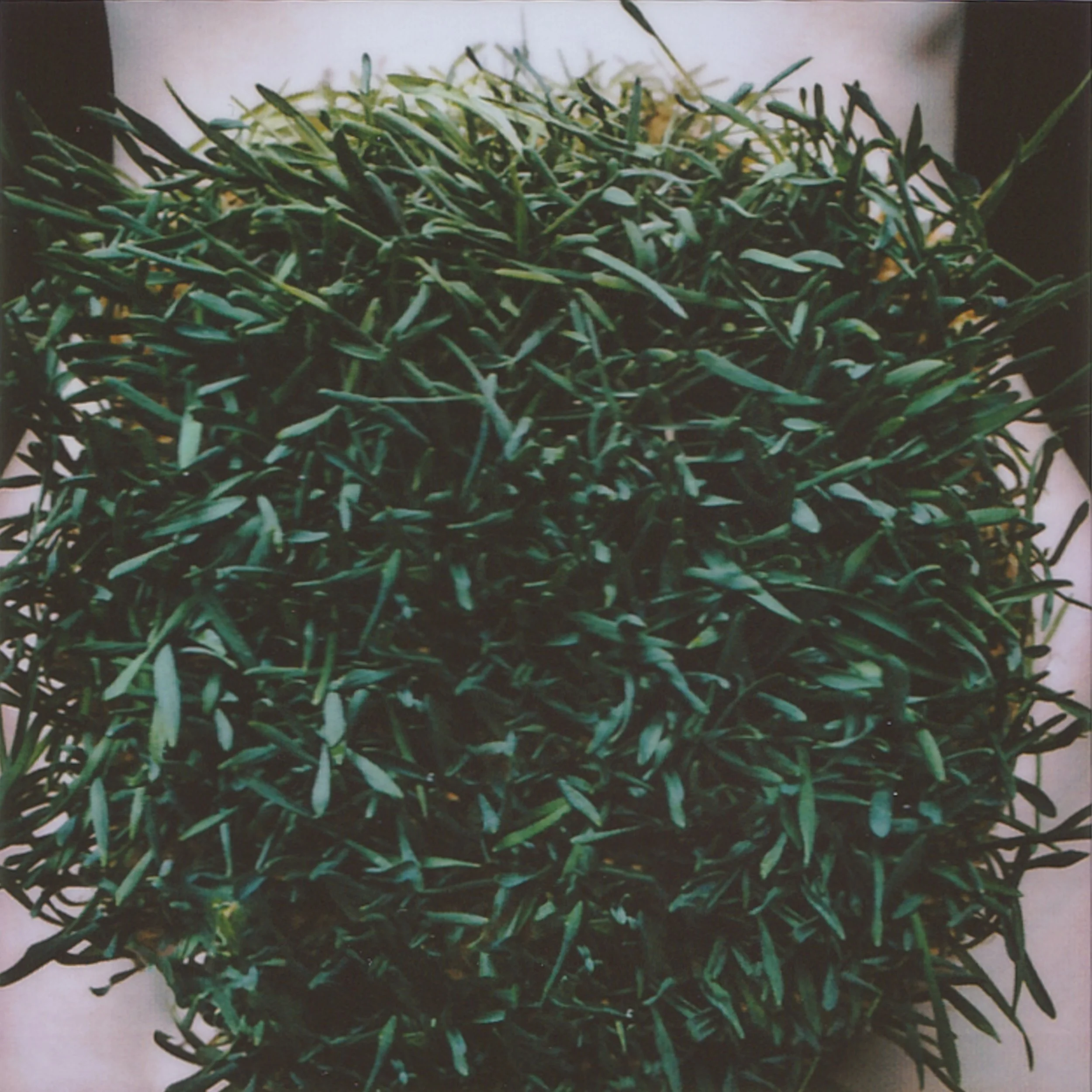 In spring, a plate appears on the windowsill, one that must be handled carefully. In the plate, seeds somehow grow on their own, without soil, their roots tightly intertwined with each other. Mom worries whether they will sprout in time for Nowruz.