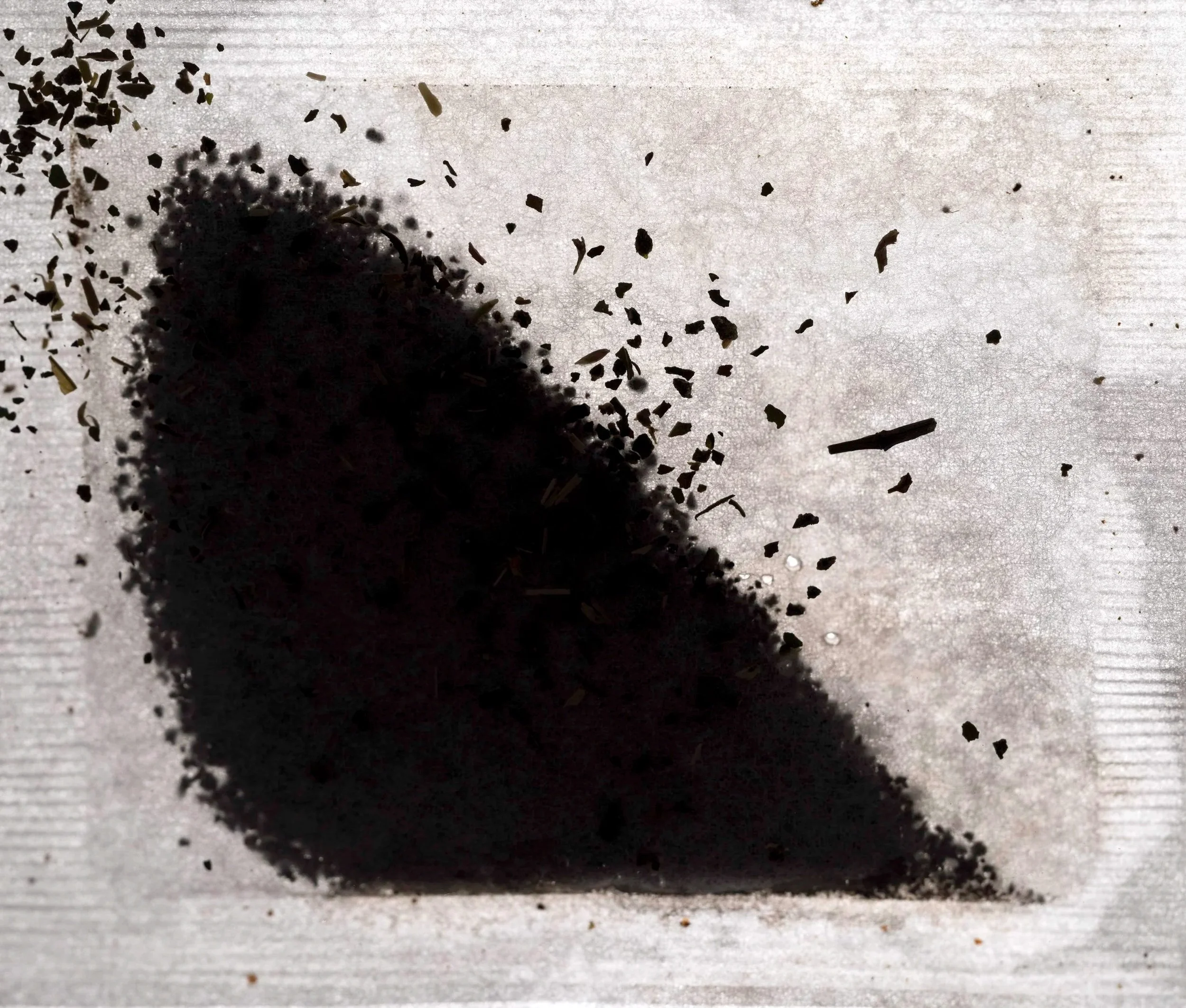 Camellia sinensis var. sinensis V, 2025 // Sea of Troubles series