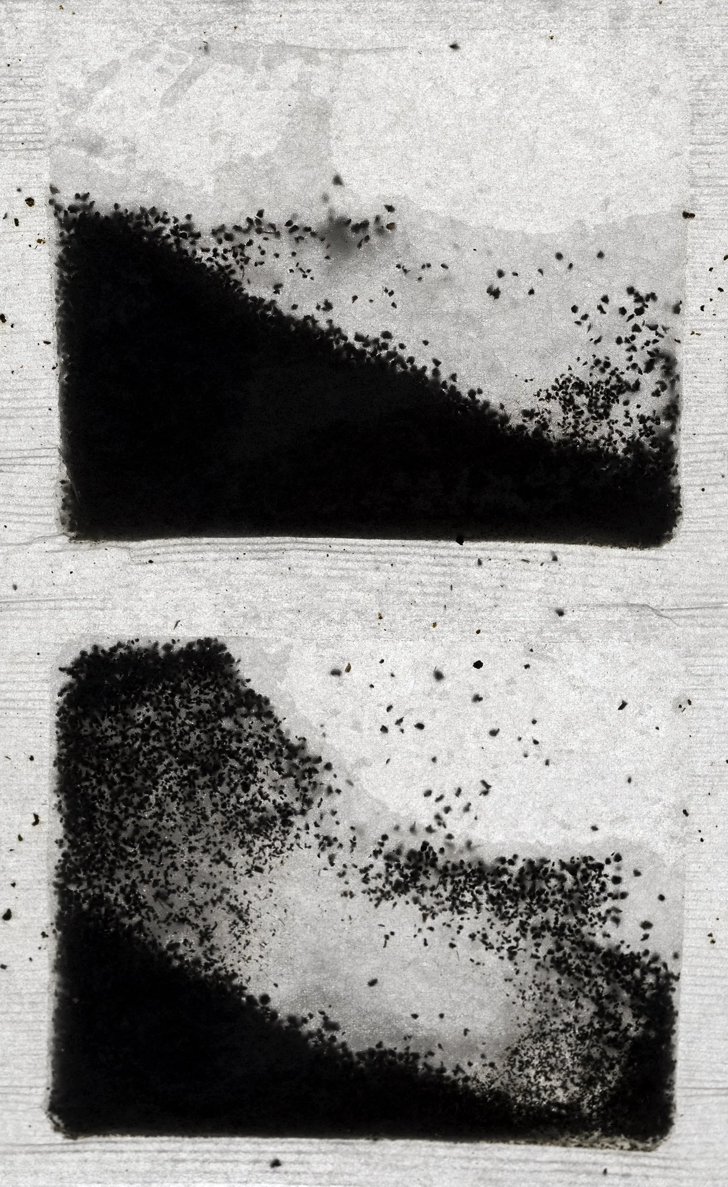 Camellia sinensis var. assamica VIII, 2025 //
Photographs printed on Japanese Rice Paper, creased, 80cm x 38cm, Sea of Troubles series