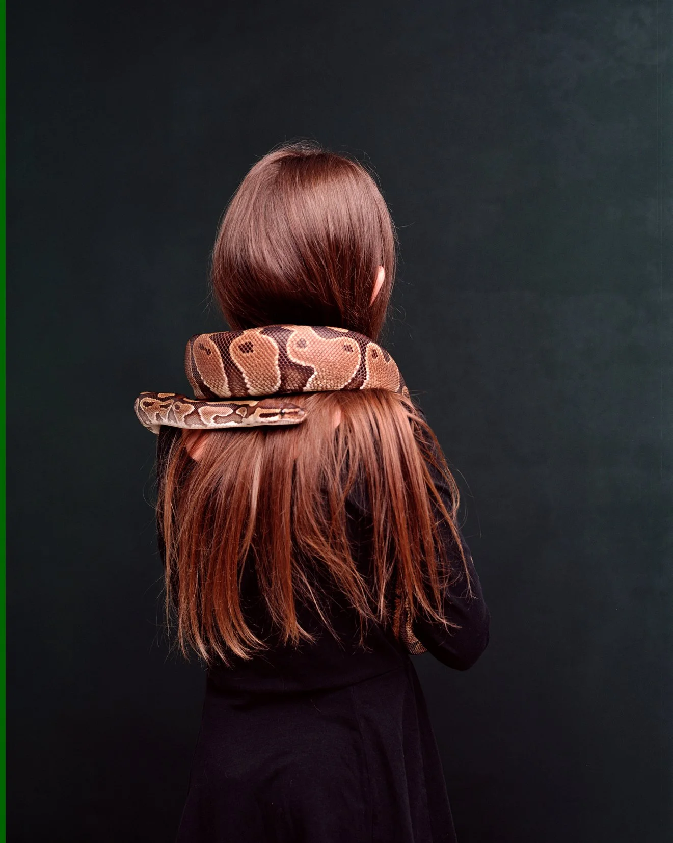 Clemmie (Pituophis catenifer sayi) 2016