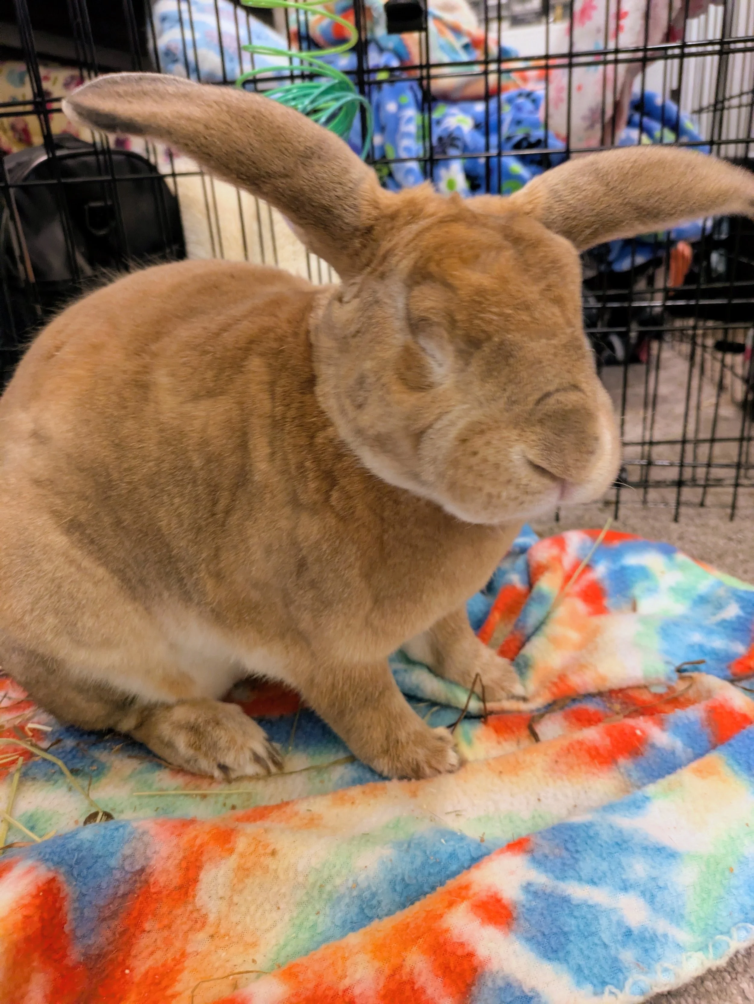 CHARLIE --- Charlie came to us February 23, 2026 & is our blind bunny. He was a dumped Easter bunny found in an apartment complex parking lot in Silverdale, WA. A kind woman took him in & did her due diligence trying to find out if he belonged to any