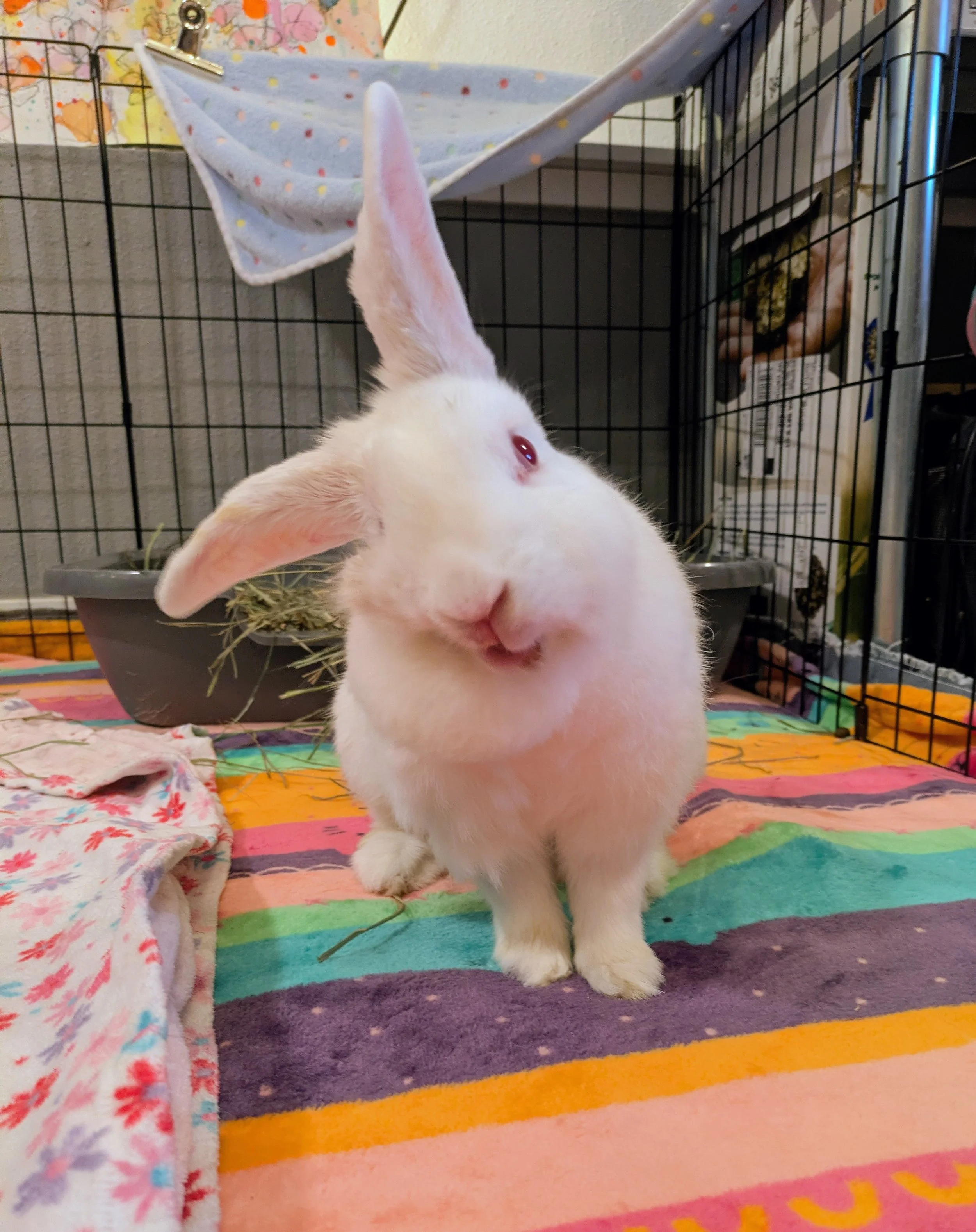 LUCY---Lucy came to us from the Portland Hoarding Case on May 24, 2026. She was the first one rescued as she was in the most dire condition. She was battling a Pasteurella infection, an E. Cuniculi flare up & a severe eye infection from being down in