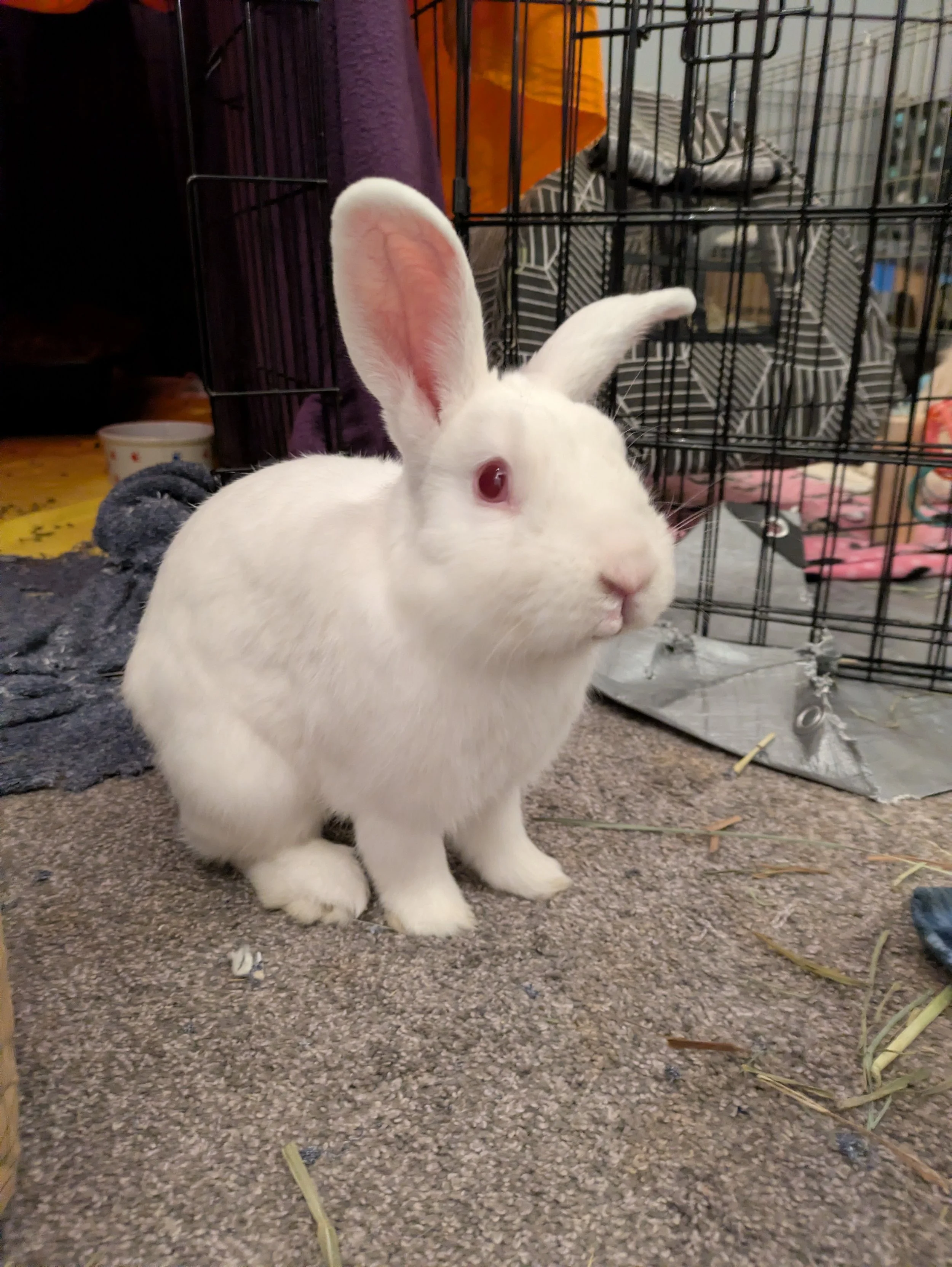 FREDERICK --- Fred came to us from the Portland Hoarding Case on May 24, 2026. He was battling a Pasteurella infection that presented in crusting around his nose & mouth & an E. Cuniculi flare up.  He had attack wounds across his body, including a la