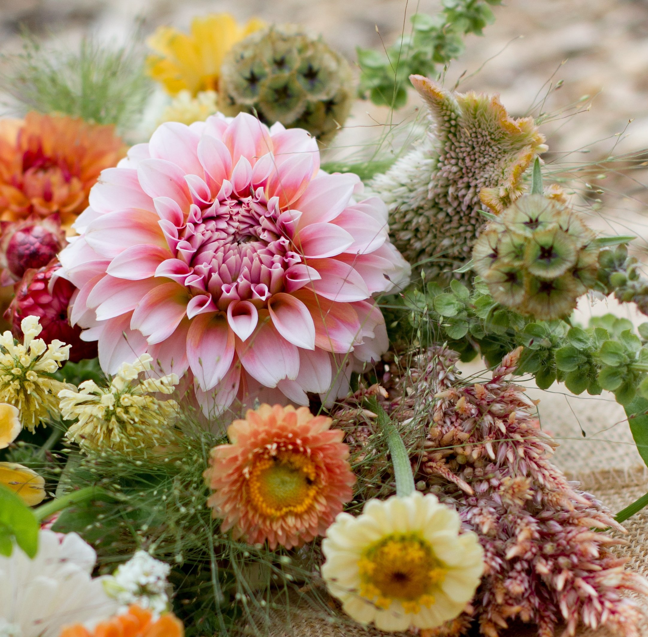 Flower Closeups.jpg