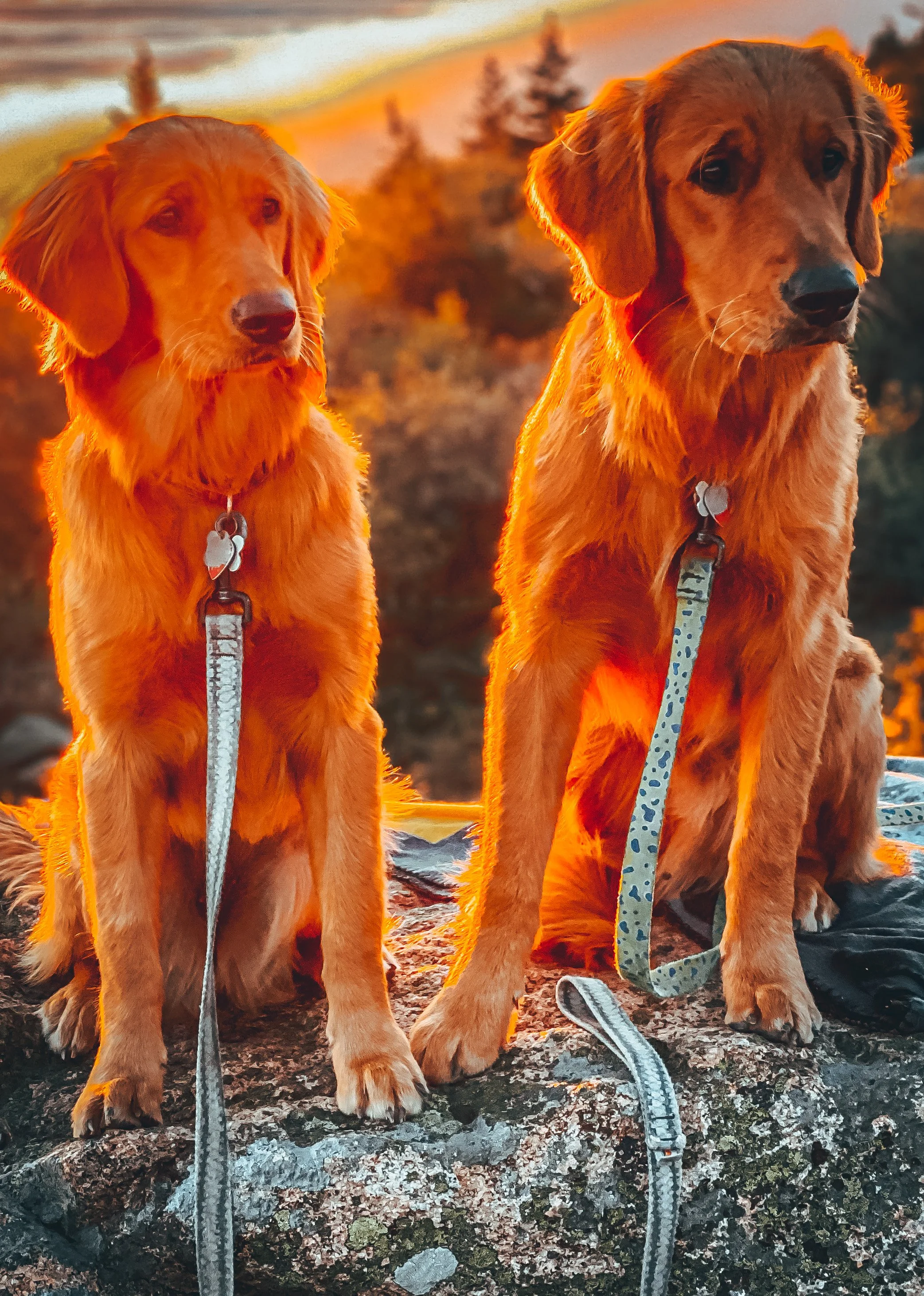 Two golden retriever dogs sitting outdoors at sunset.