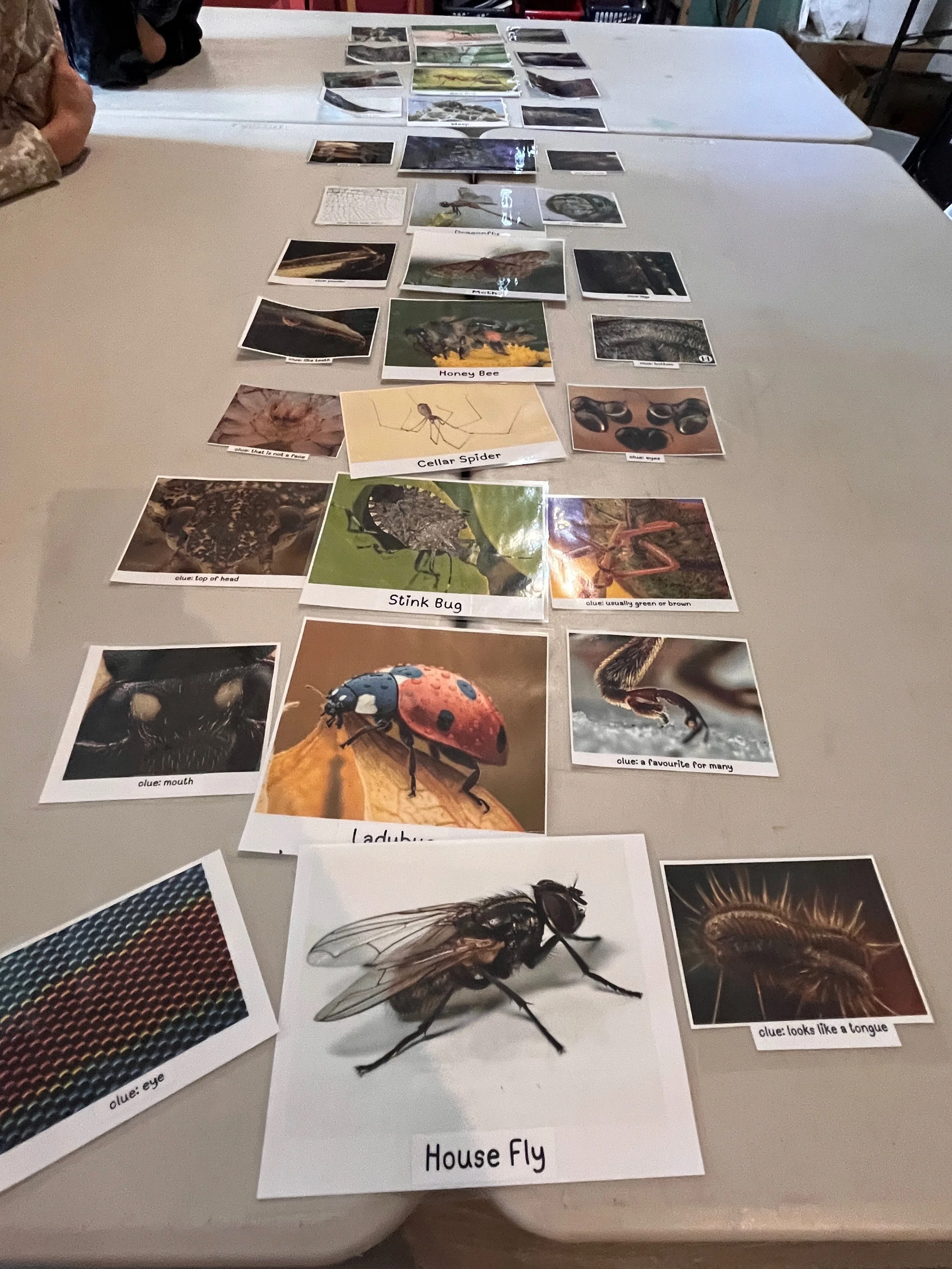 Creepy Critters: Microscopes & Macro Photography matching game