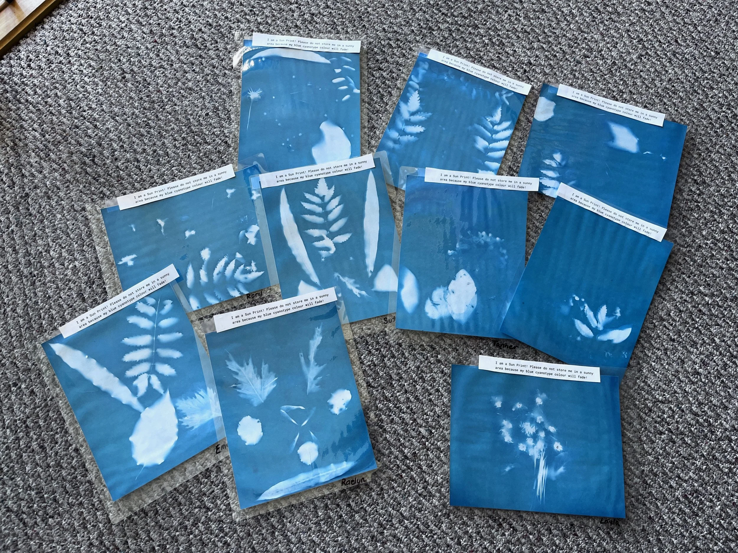 Creative Connections: sun prints