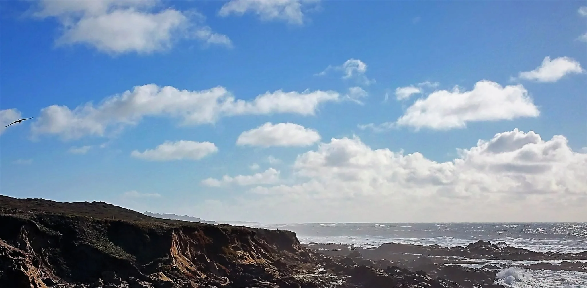 Whale Watching off the California Coast