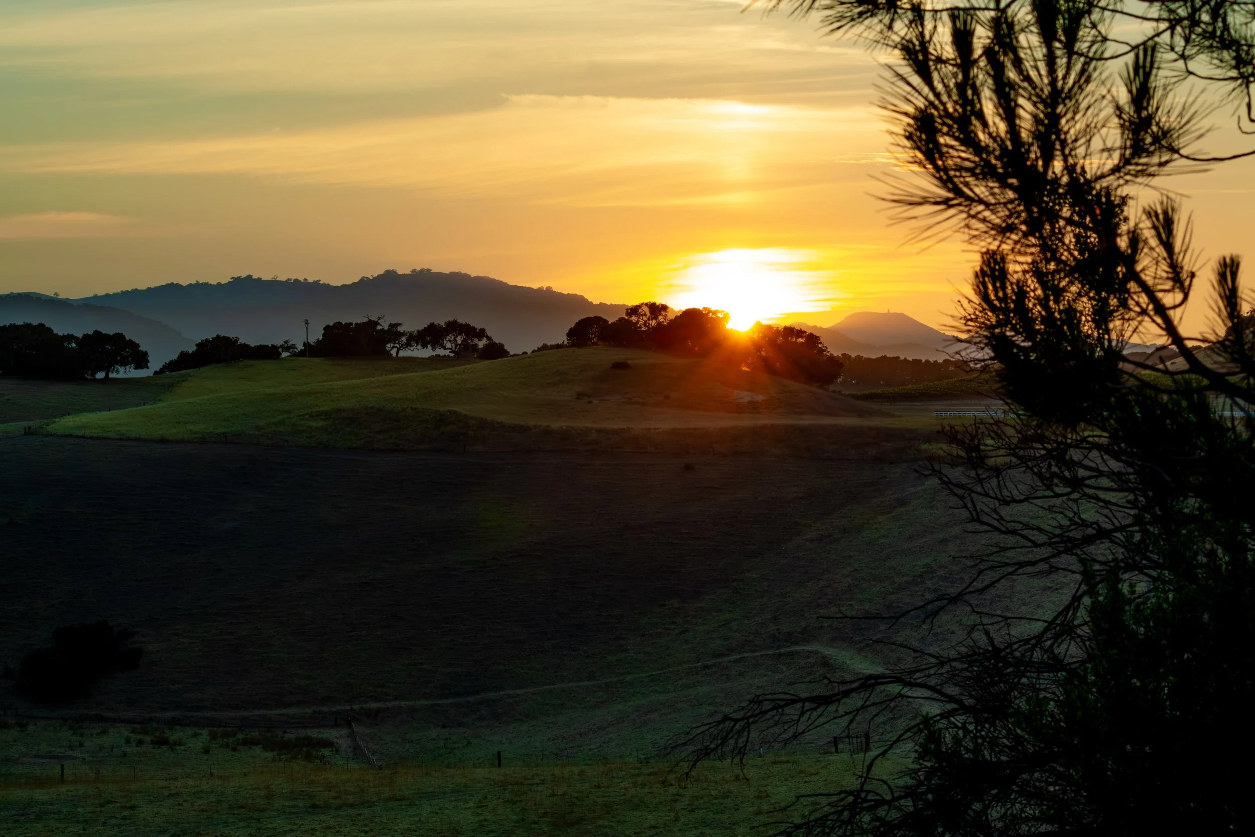 A sunset over rolling green hills with trees and mountains in the background, partially obscured by a dark silhouette of a tree on the right side.