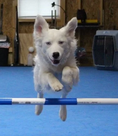 Fitness for Agility Webinar