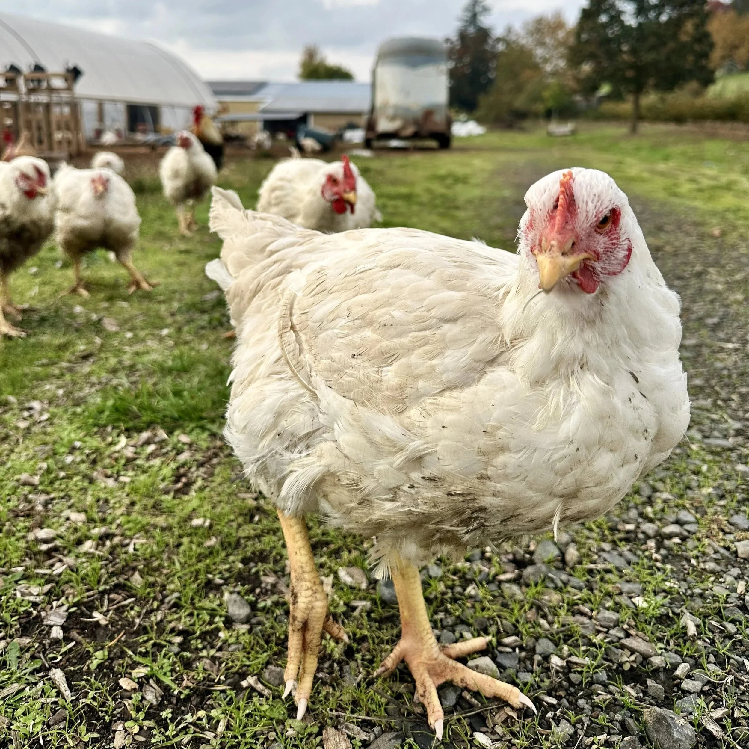 Close-up of a white chicken standing on a gravel path, with other chickens and farm buildings in the background.