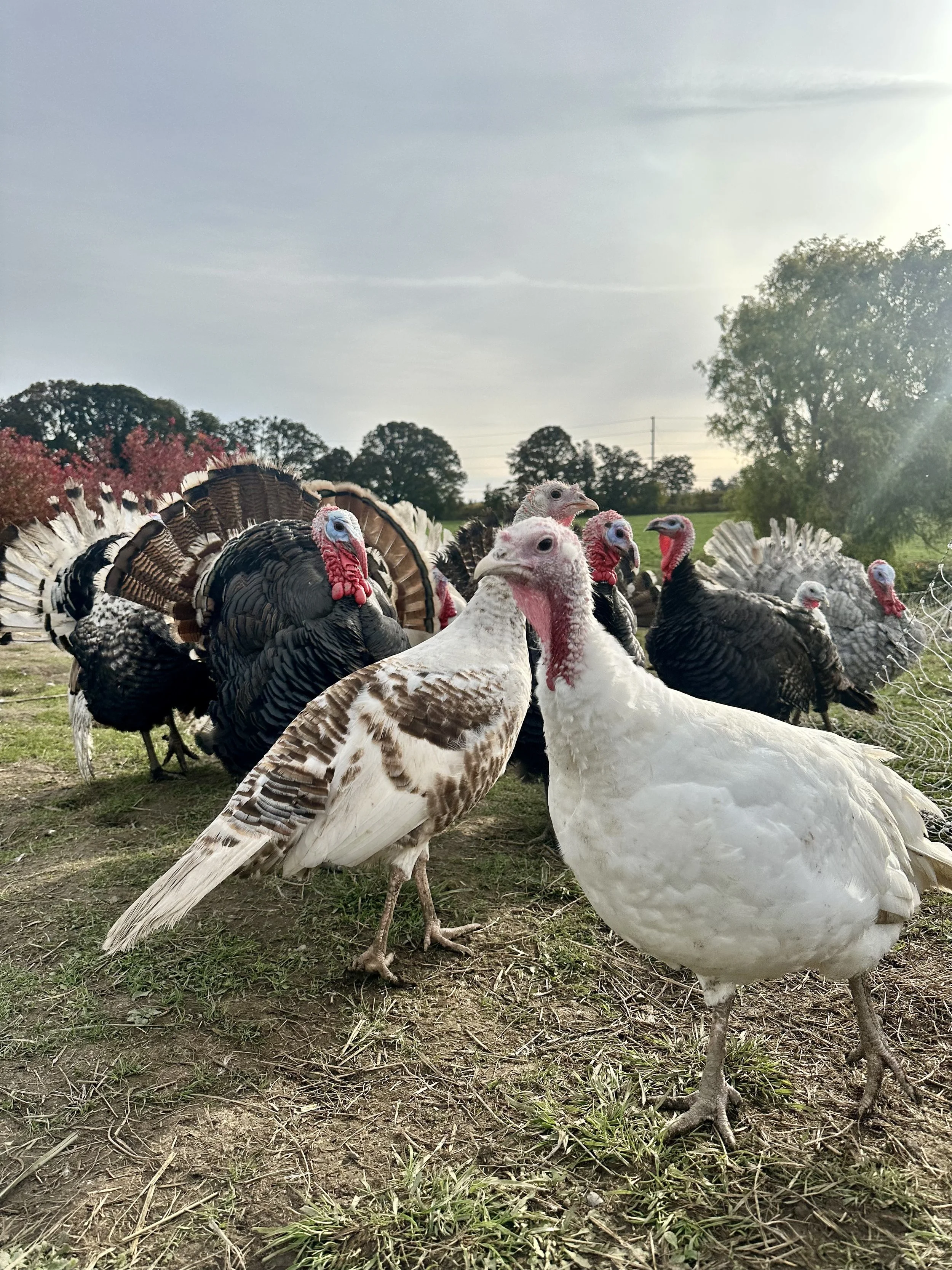 Several healthy turkeys standing on a grassy pasture with trees and cloudy sky in the background.