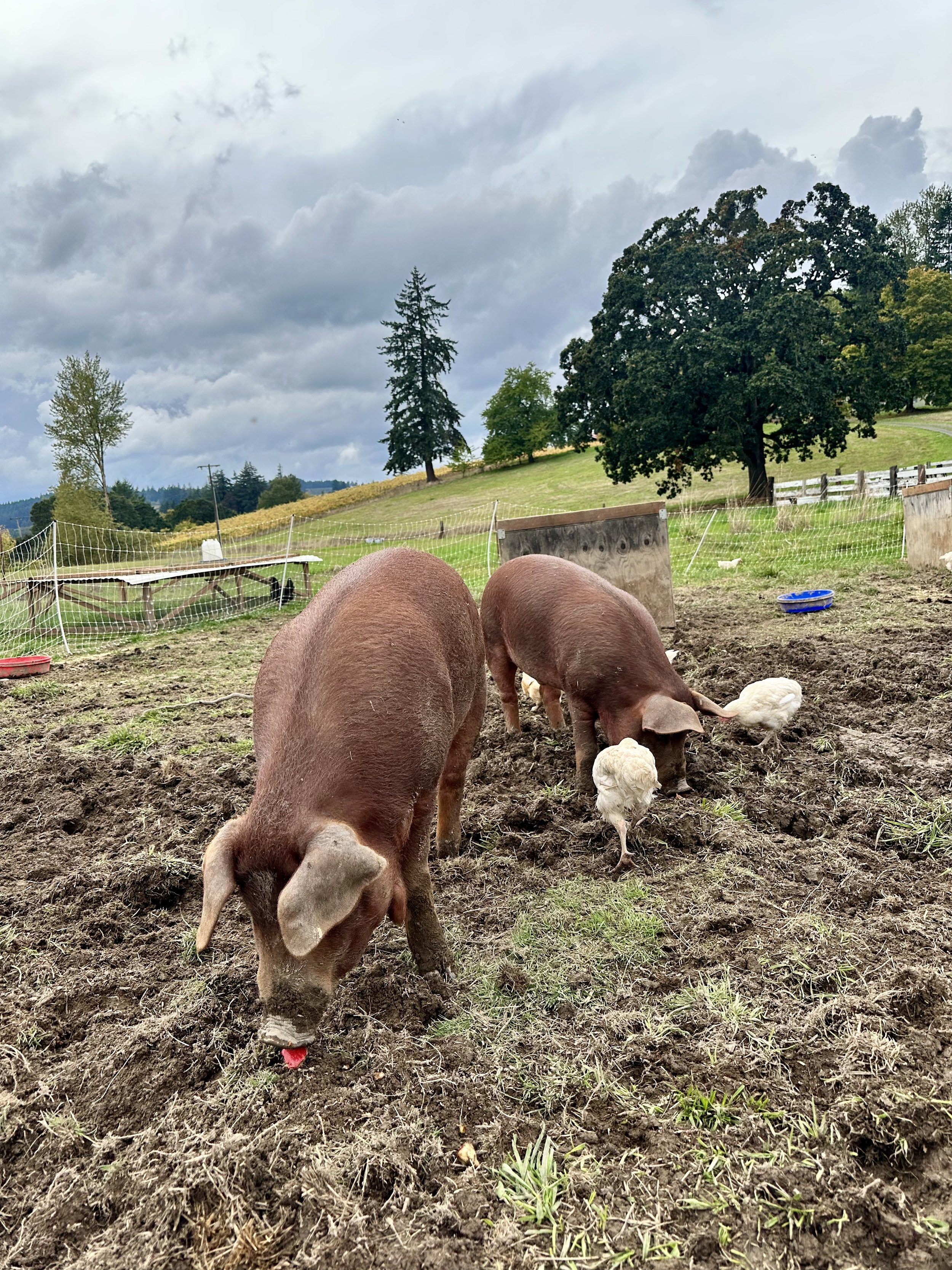 Two pigs and two chickens foraging on muddy ground in a rural farm setting with rolling green hills, trees, and cloudy sky in the background.