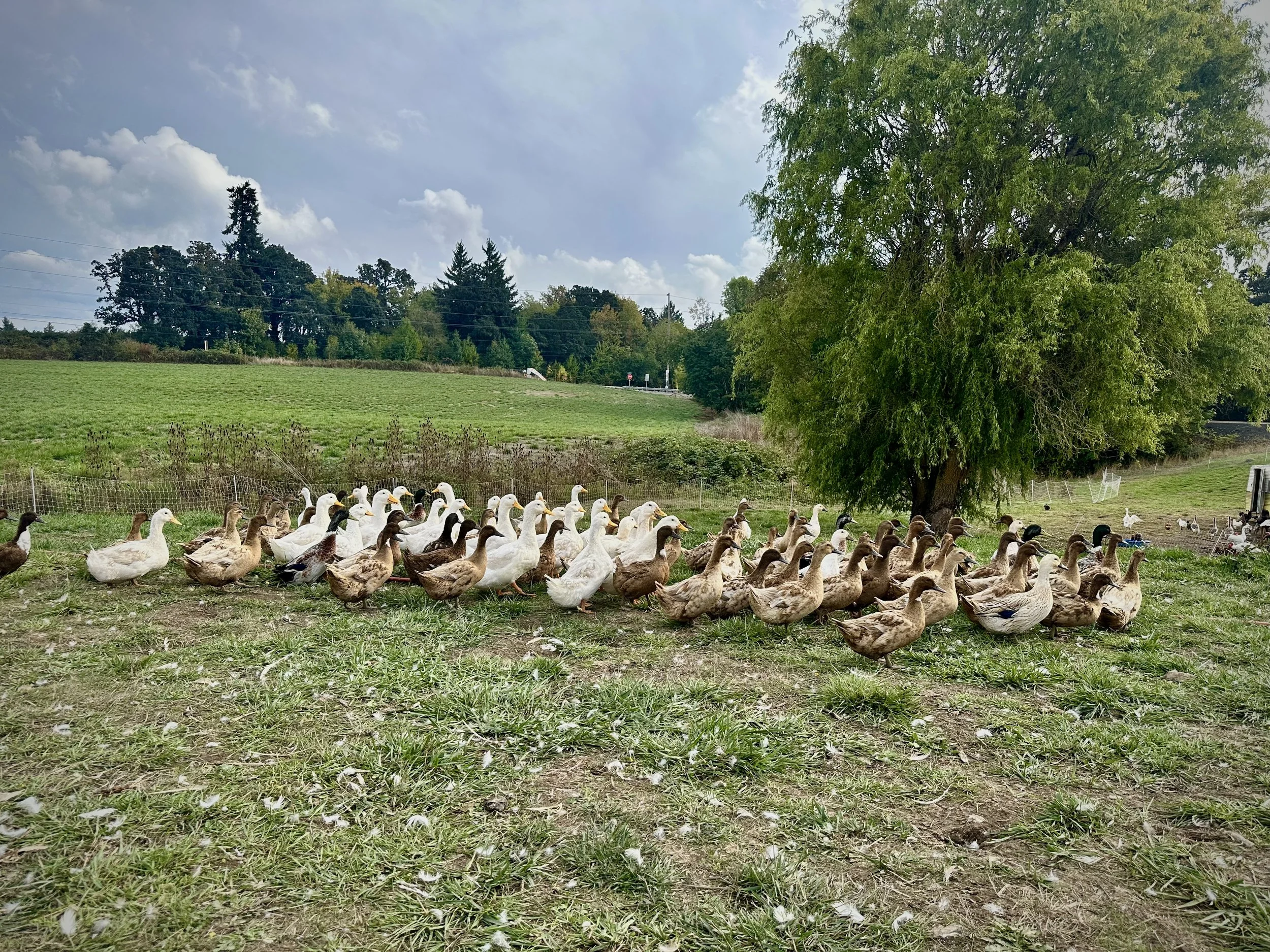 A large group of pasture-raised ducks, some white and some brown, gathered on a grassy pasture near a large leafy tree in a rural setting.