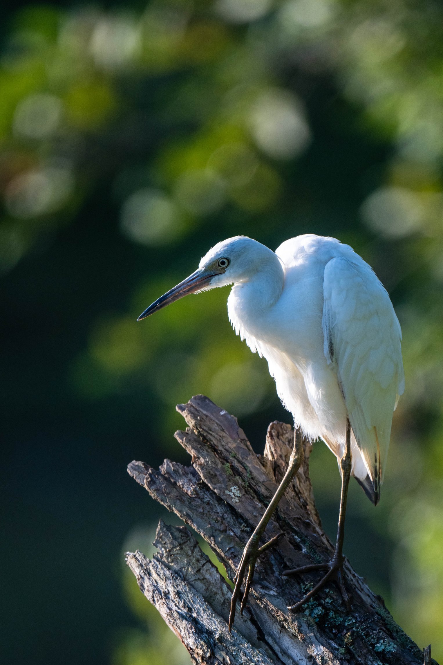 Heron on Log (/25)