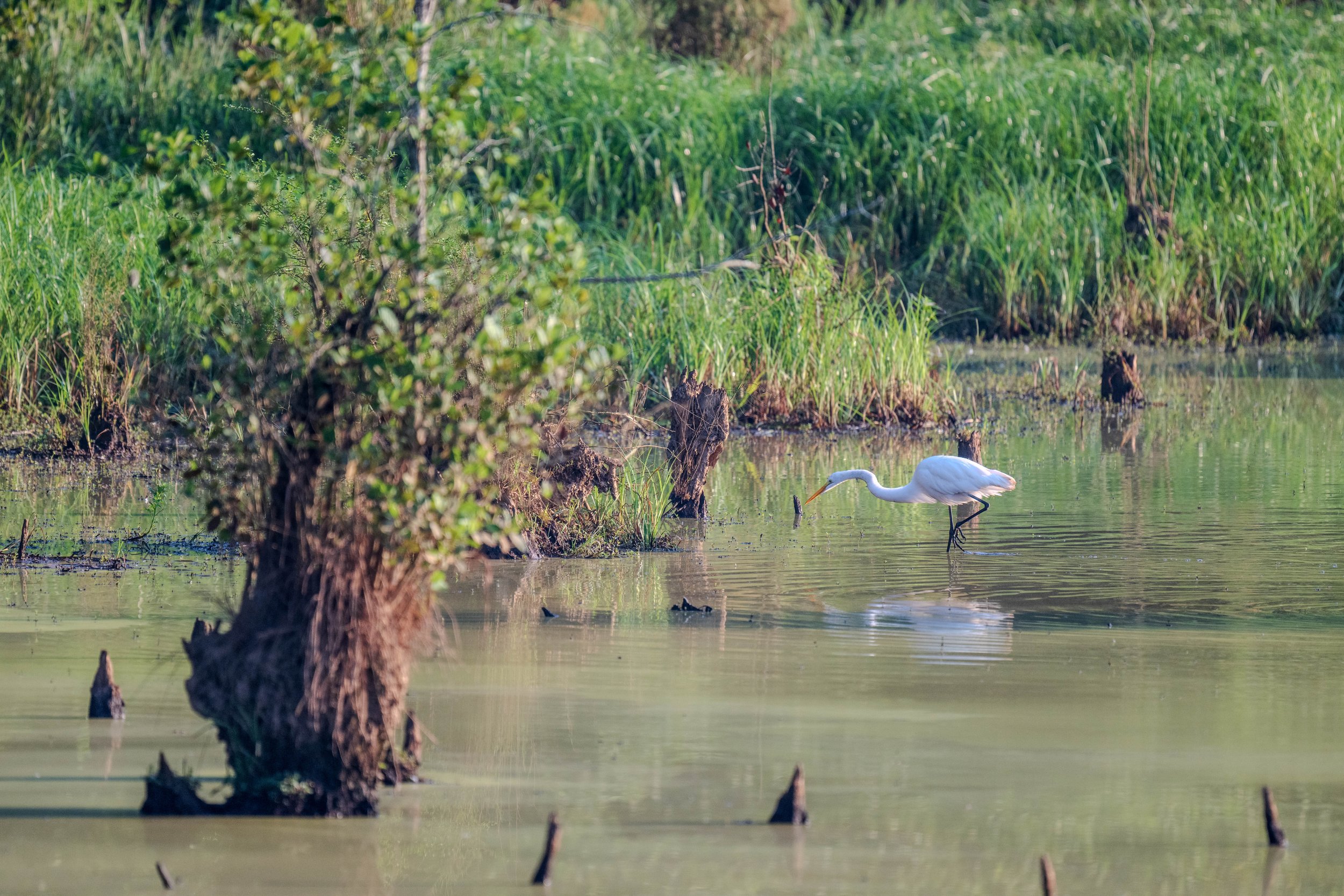 Hunting Heron (/25)