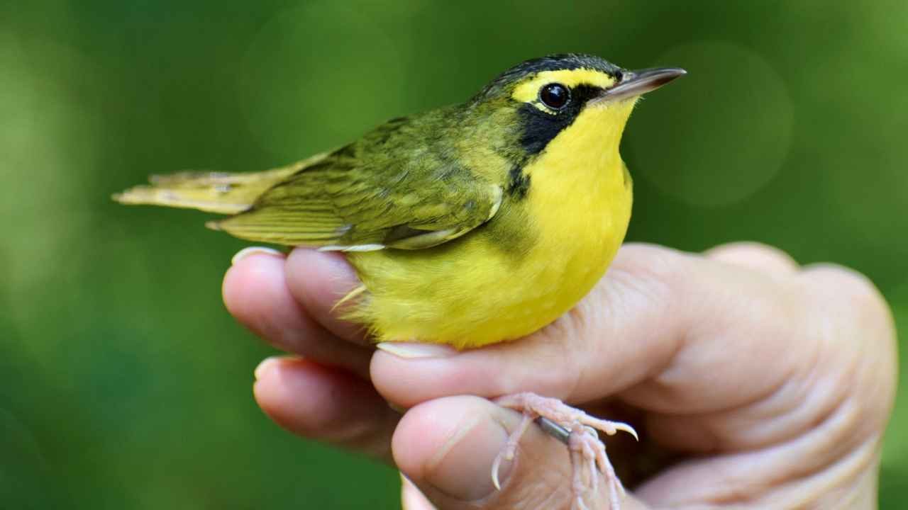 Birding at Wingfield Pines