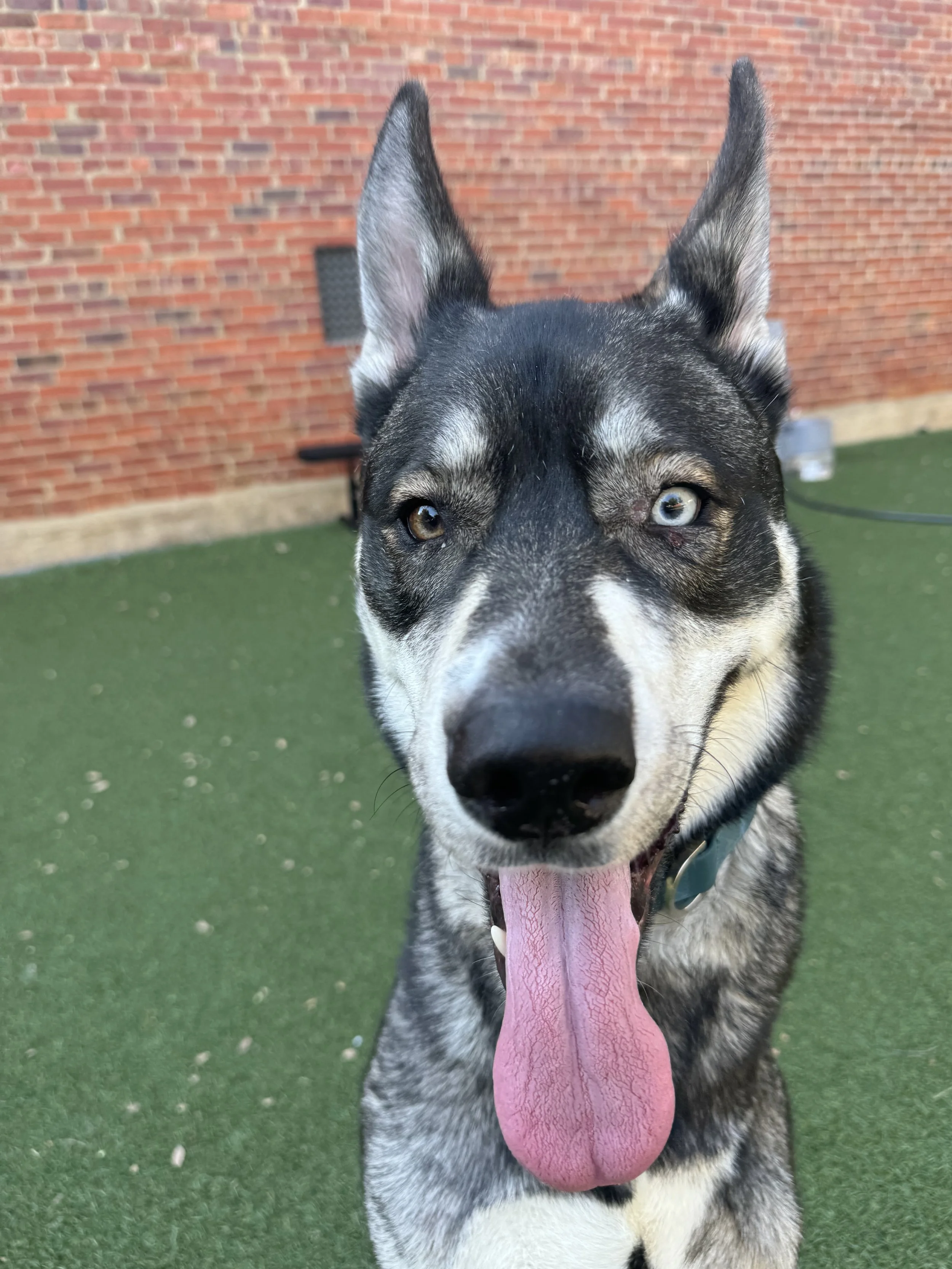 Husky dog with one blue eye and one brown eye, panting with tongue out, on green artificial turf with brick wall background.